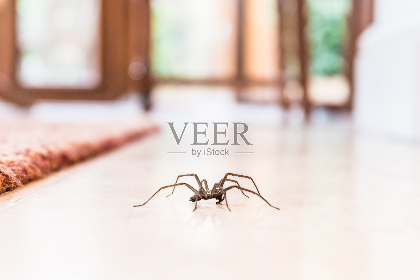 家里地板上常见的家蜘蛛照片摄影图片