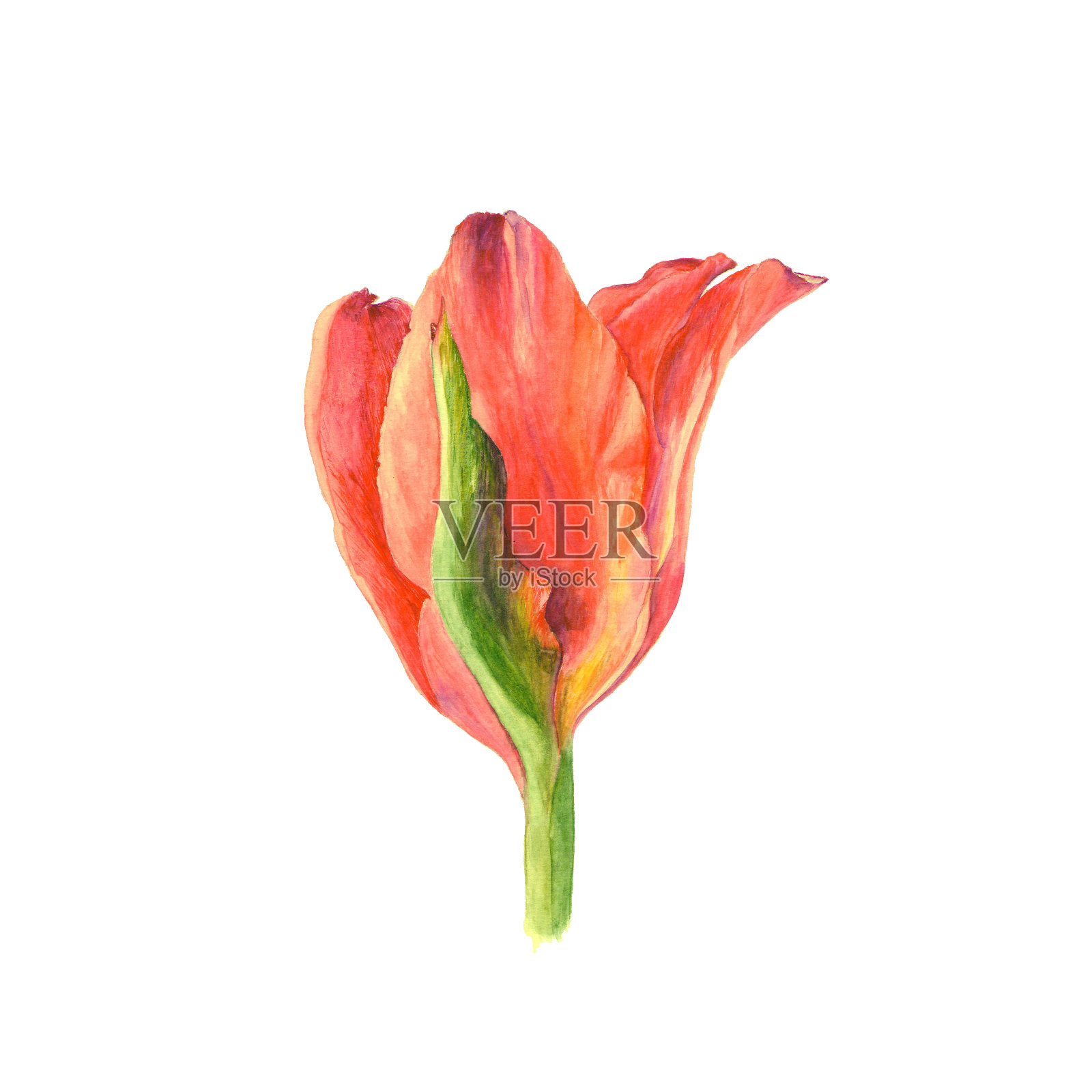 植物水彩插图的红色郁金香孤立在白色的背景设计元素图片