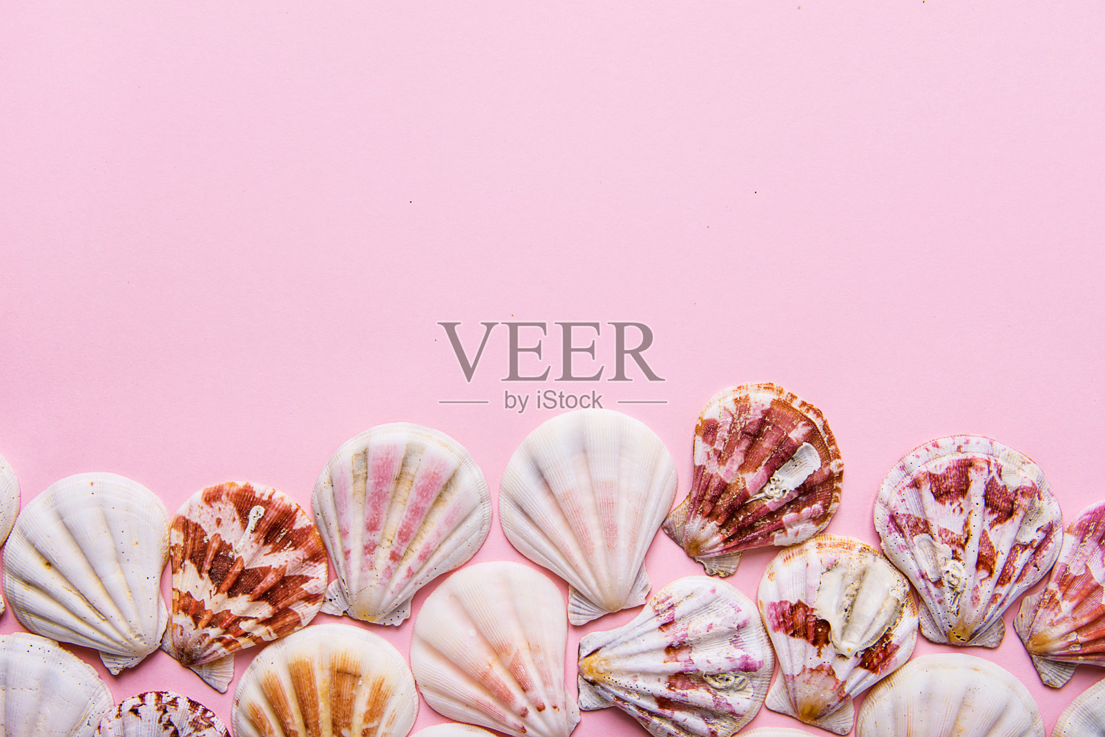 扁平的白色、粉红色、棕色的海贝壳排列在粉红色粉彩背景的边框上。副本的空间。卡片海报模板。热带假期聚会照片摄影图片