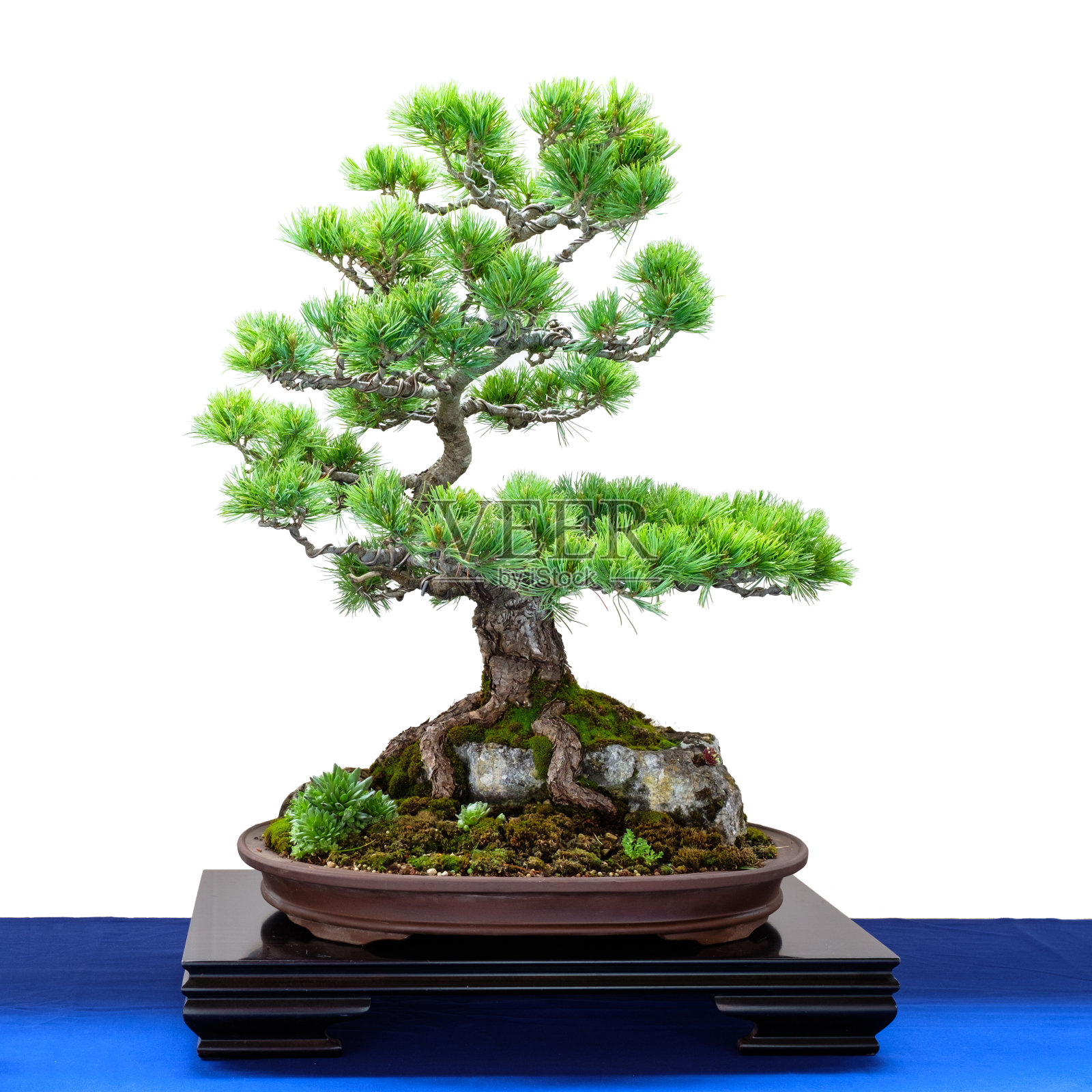 日本五指松(parviflora Pinus)针叶树盆景照片摄影图片