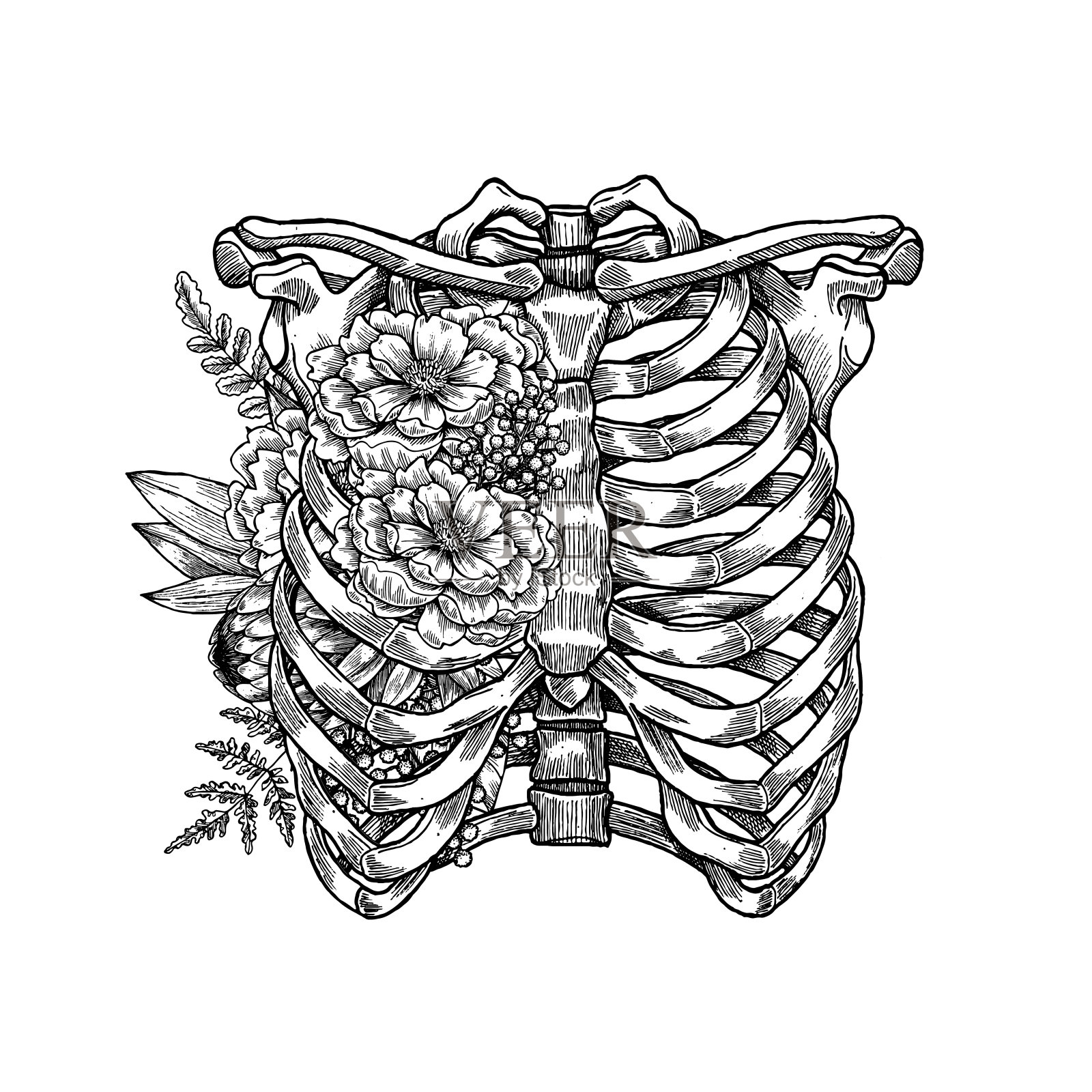 纹身解剖复古花卉插图。花卉胸部骨骼。矢量图插画图片素材