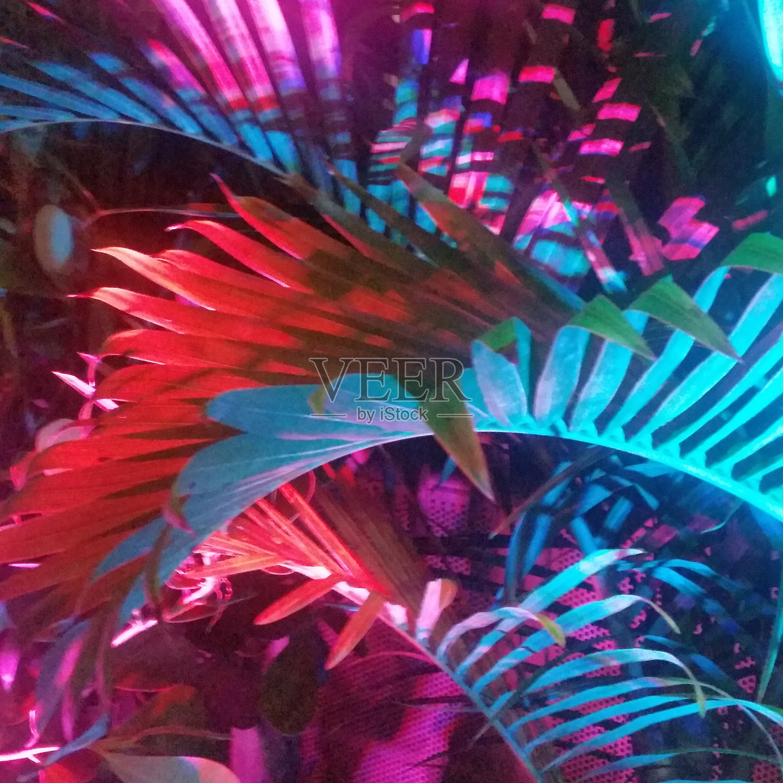 迈阿密夜晚的热带彩色棕榈树照片摄影图片