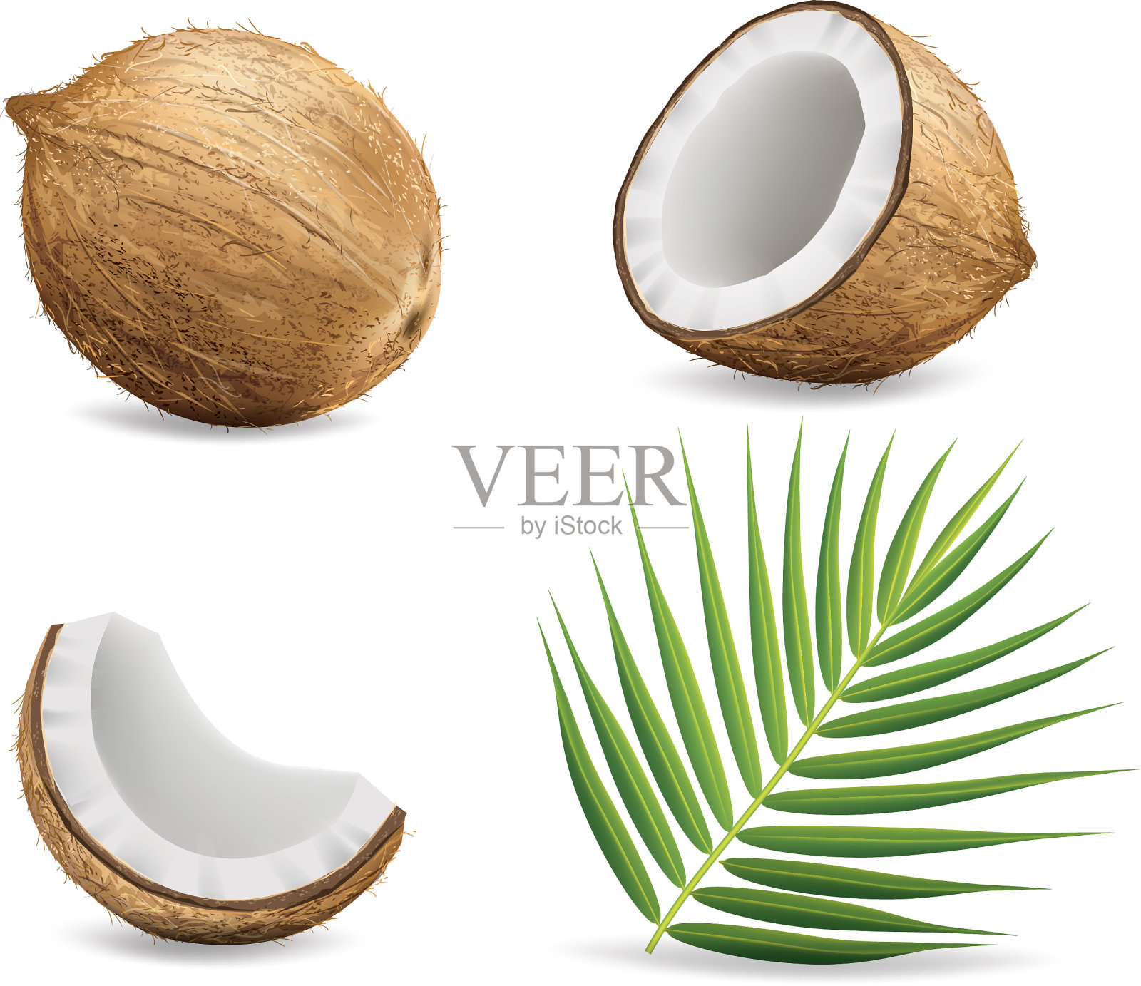 白色背景上孤立的椰子。插图插画图片素材