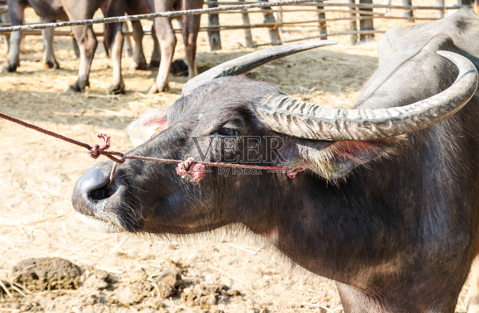 泰国农场的水牛照片摄影图片