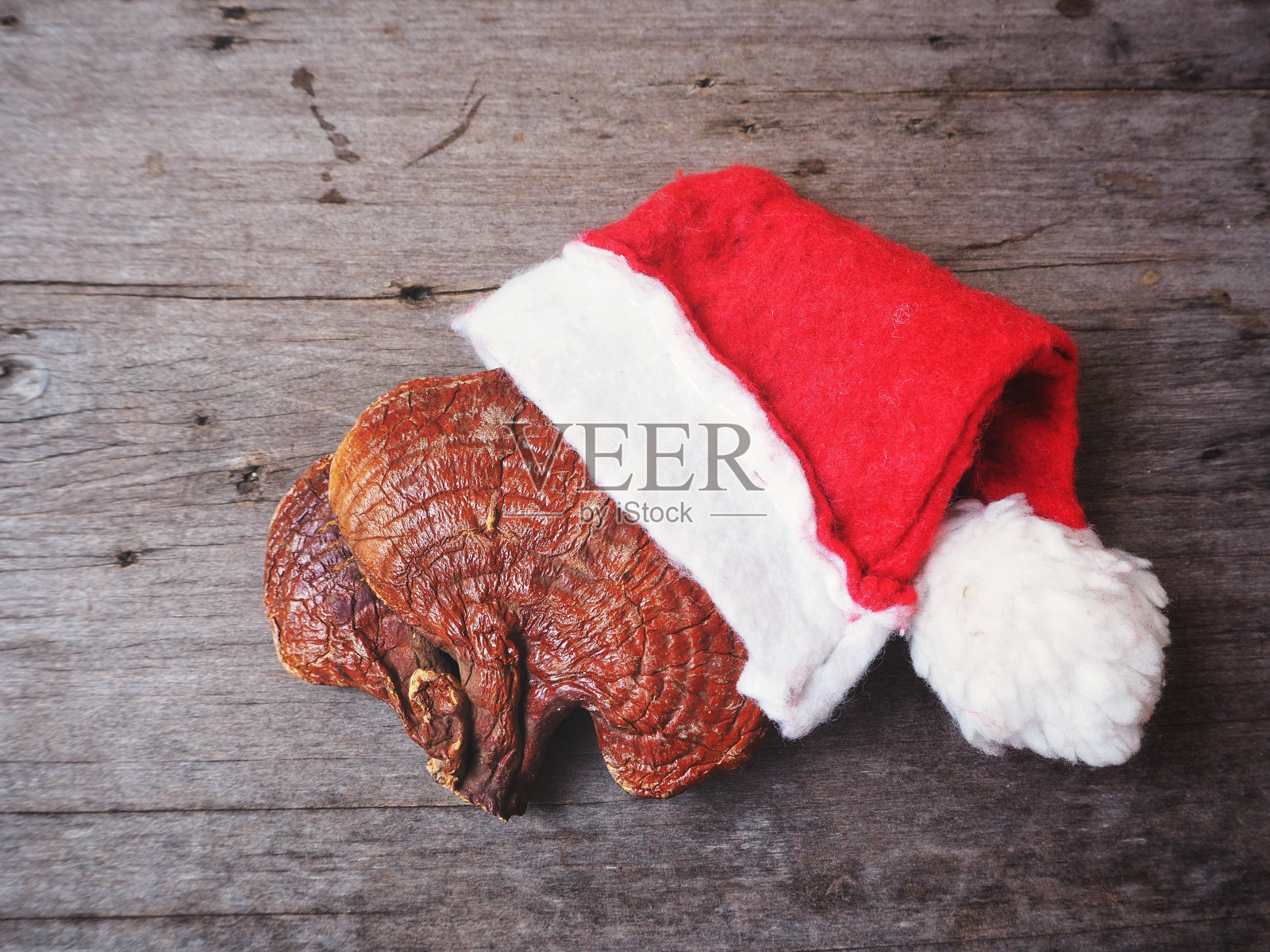 灵芝-灵芝蘑菇配圣诞帽照片摄影图片