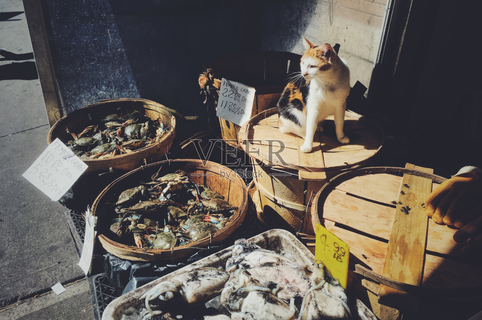 中国镇鱼市照片摄影图片