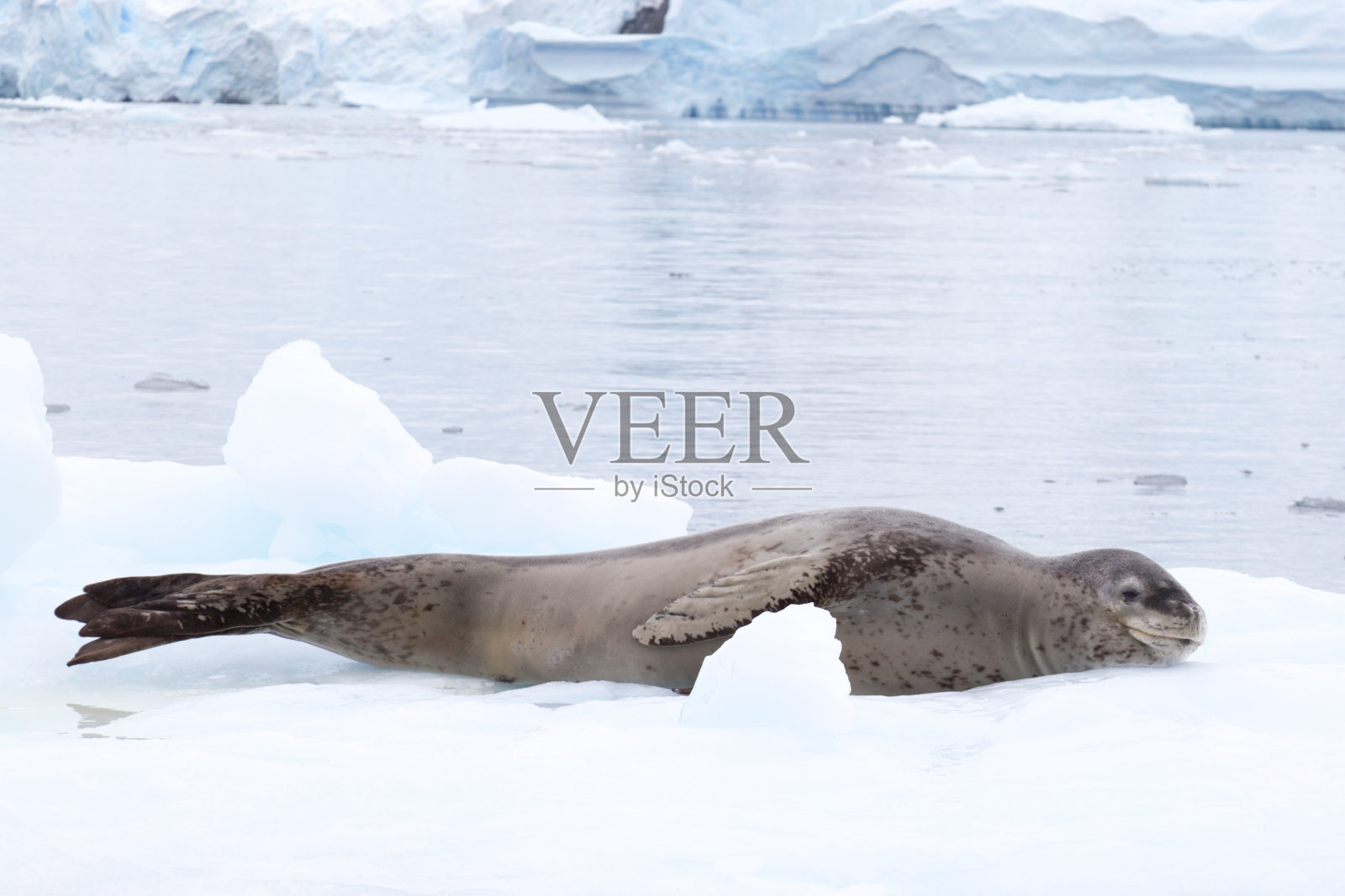 南极半岛上的海豹照片摄影图片