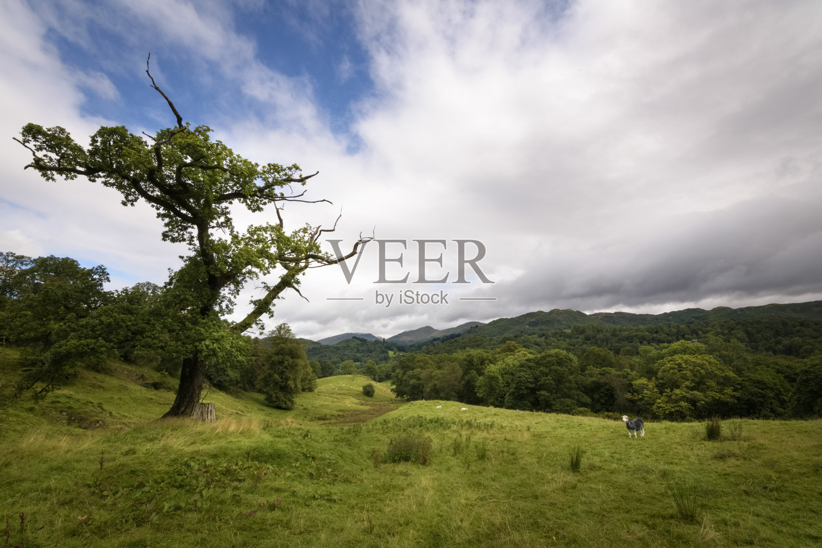 放牧的赫德威克羊在绿色的乡村与特殊的树站在景观照片摄影图片