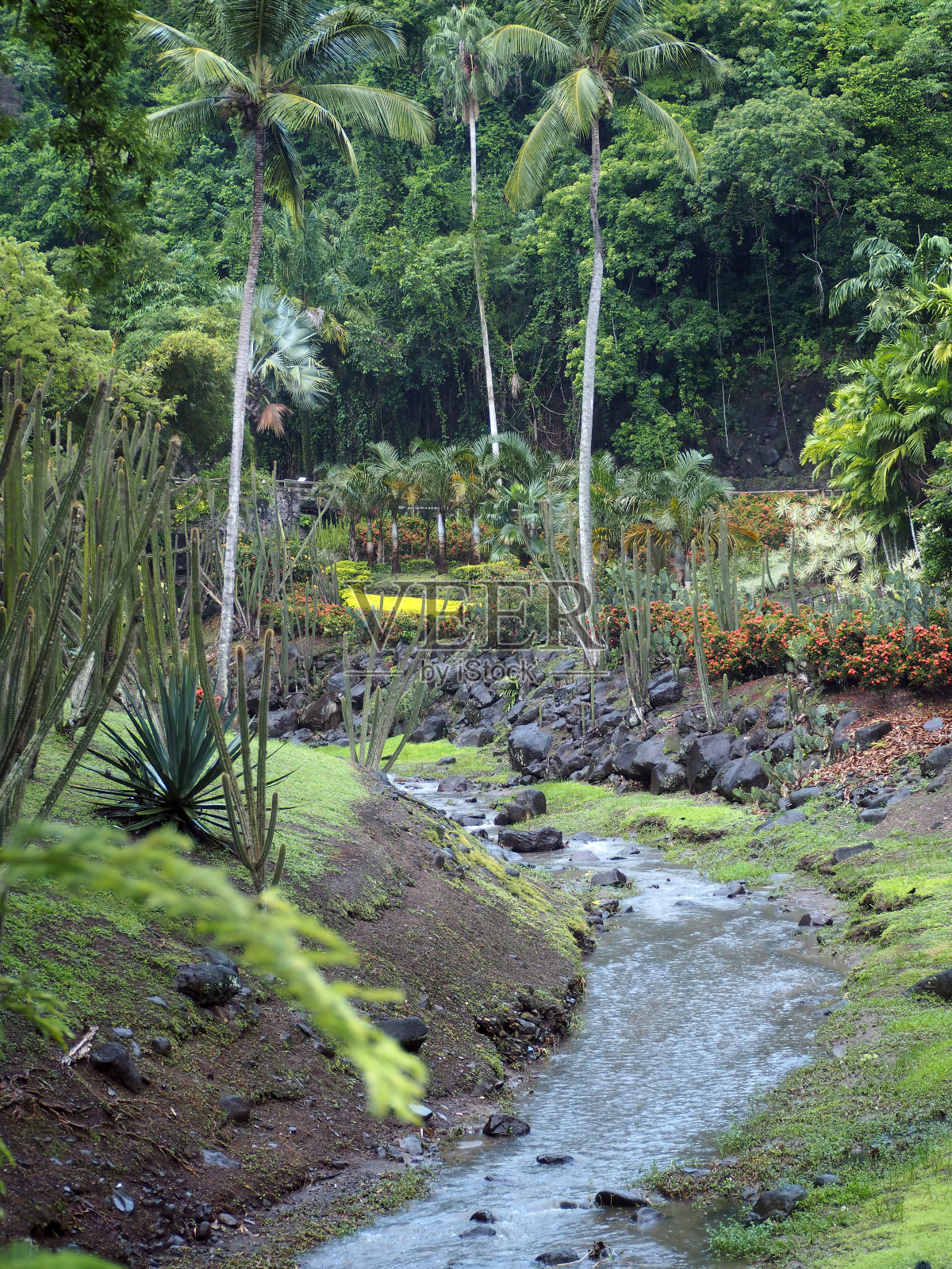 热带花园和河流照片摄影图片