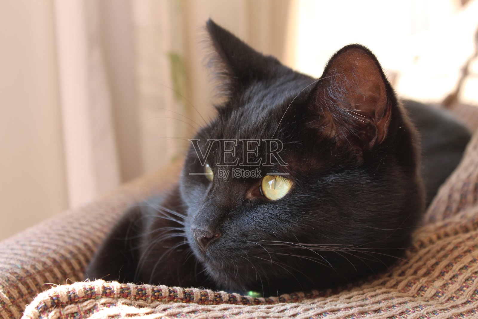 一只黑猫的肖像照片摄影图片