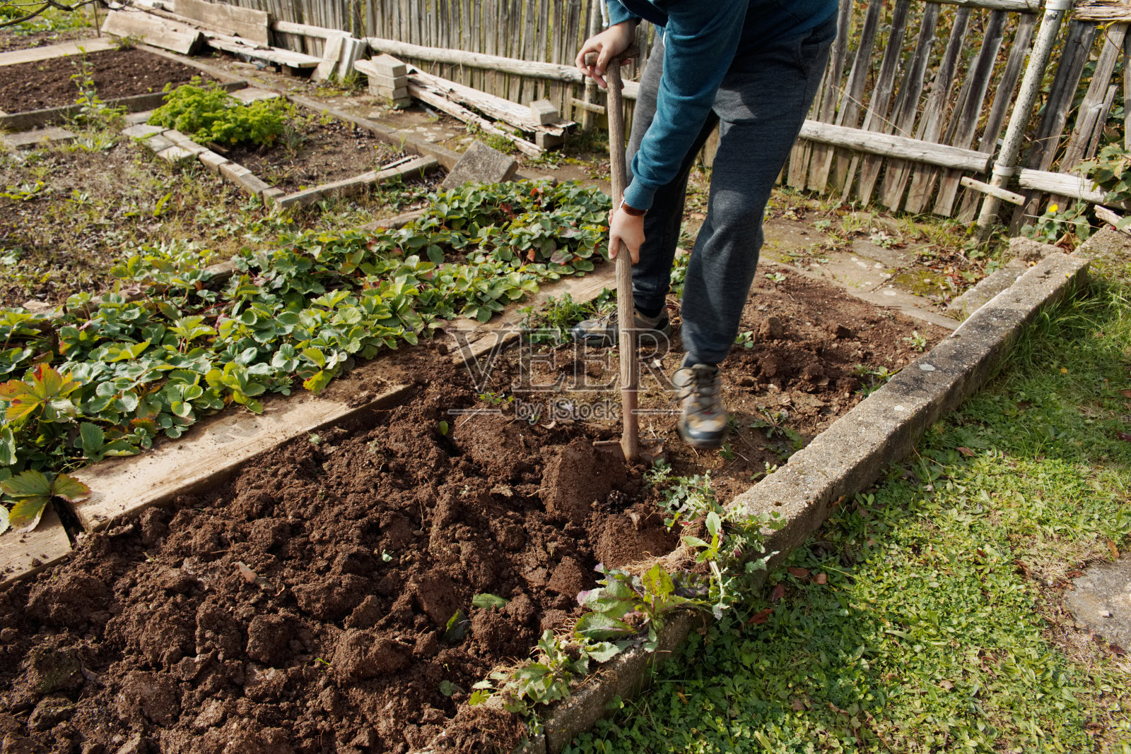 一名男子在花园里挖菜，他的腿和铁锹清晰可见。工作的概念照片摄影图片