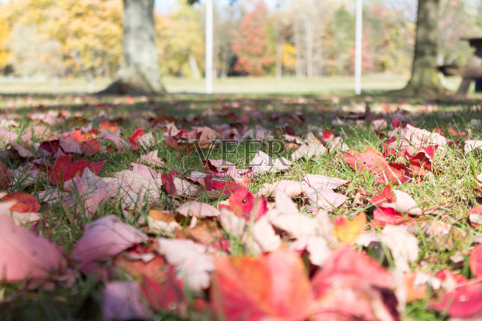 秋天的叶子照片摄影图片