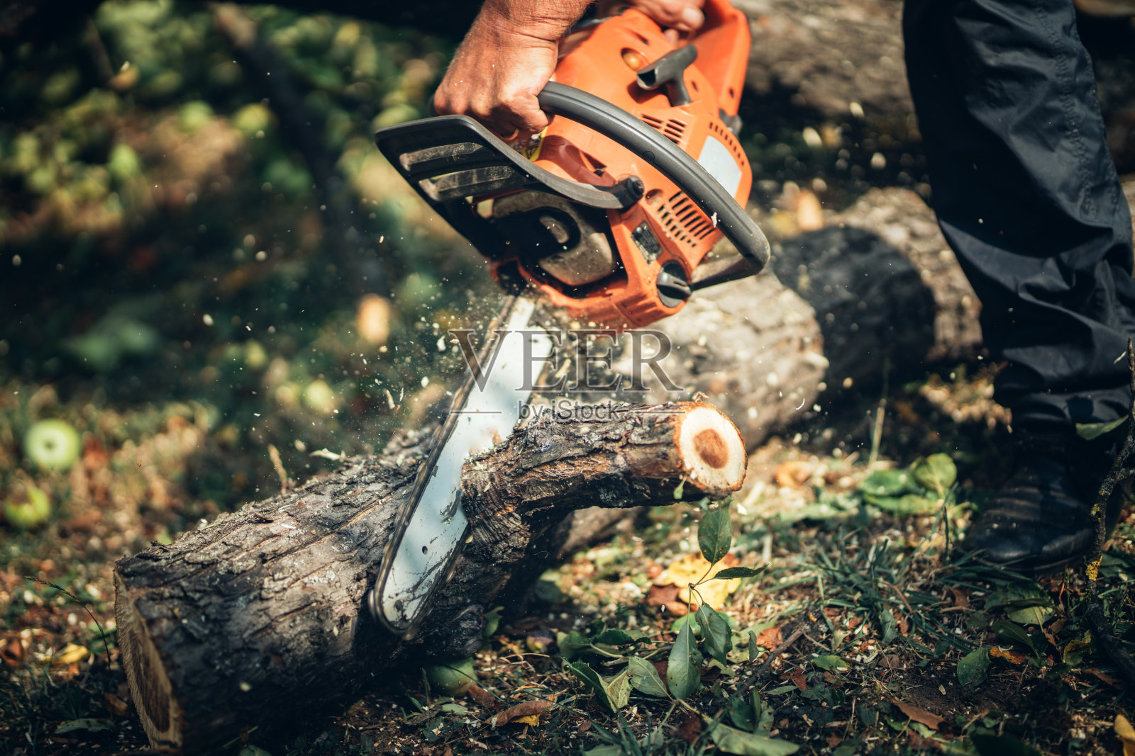 树干切割器、木材和木材切片。伐木的男林务员照片摄影图片