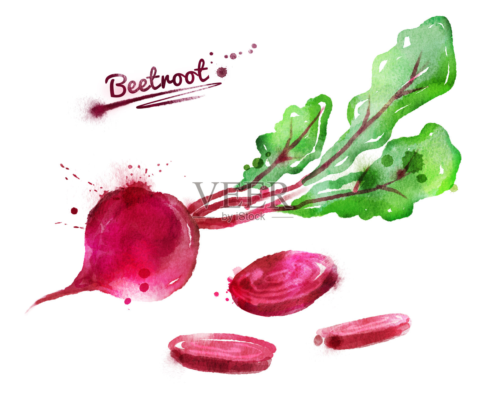 甜菜根的水彩插图插画图片素材