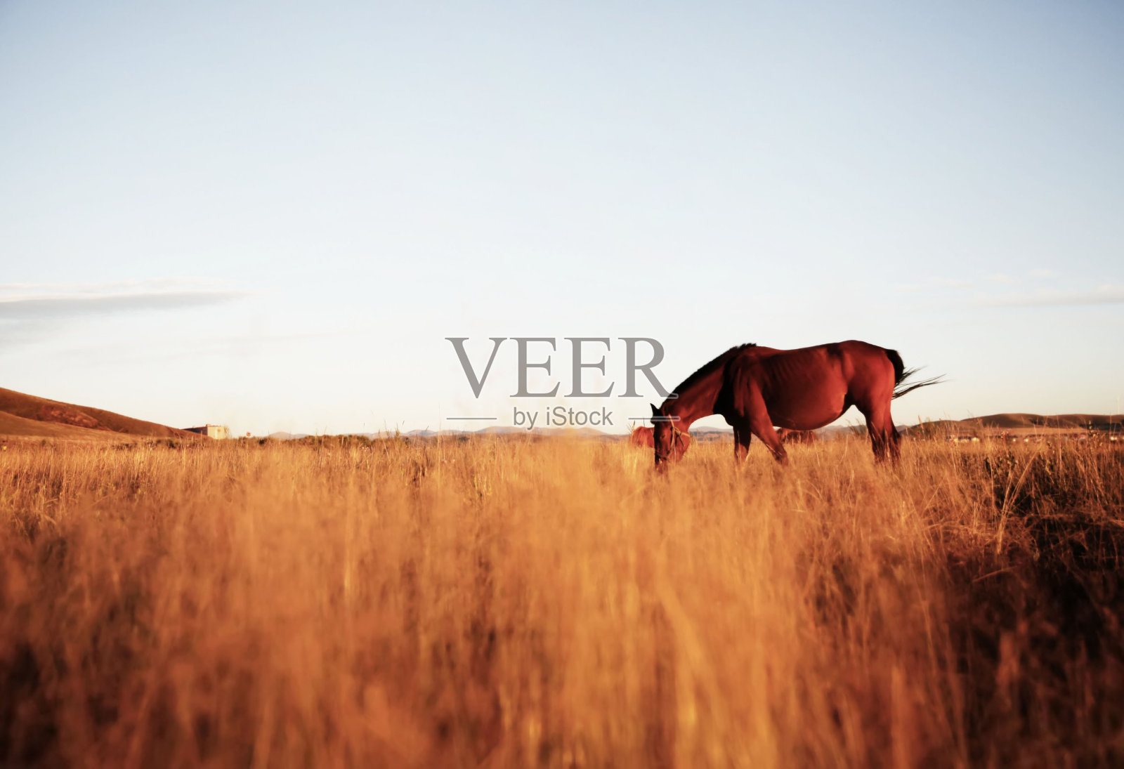 日落时吃草的马照片摄影图片