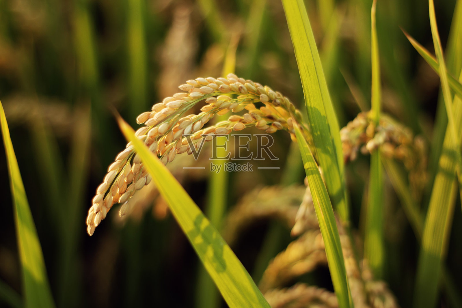 小麦,陆军照片摄影图片