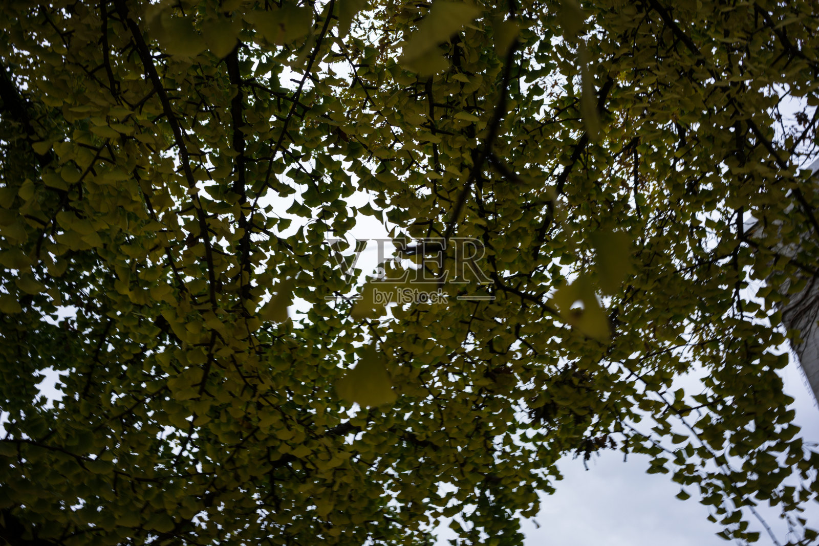 银杏叶在秋季照片摄影图片
