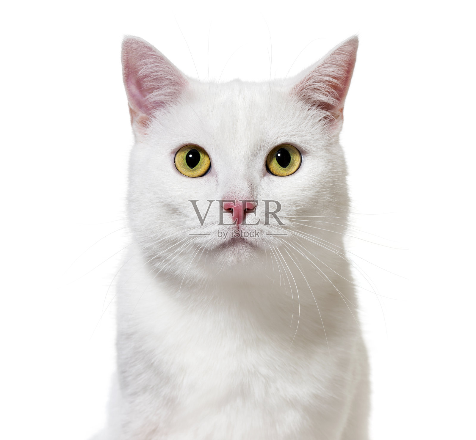 白色混血猫面对着镜头(2岁)，孤立的白色照片摄影图片