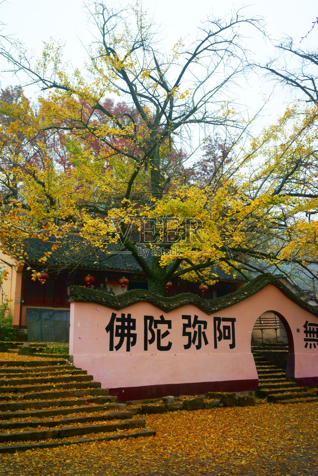 寺庙的秋天，金色的树叶围绕着寺庙照片摄影图片