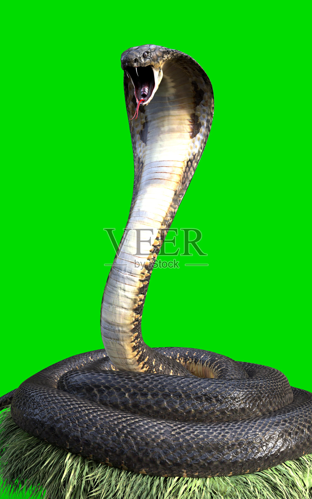 眼镜蛇王是世界上最长的毒蛇照片摄影图片