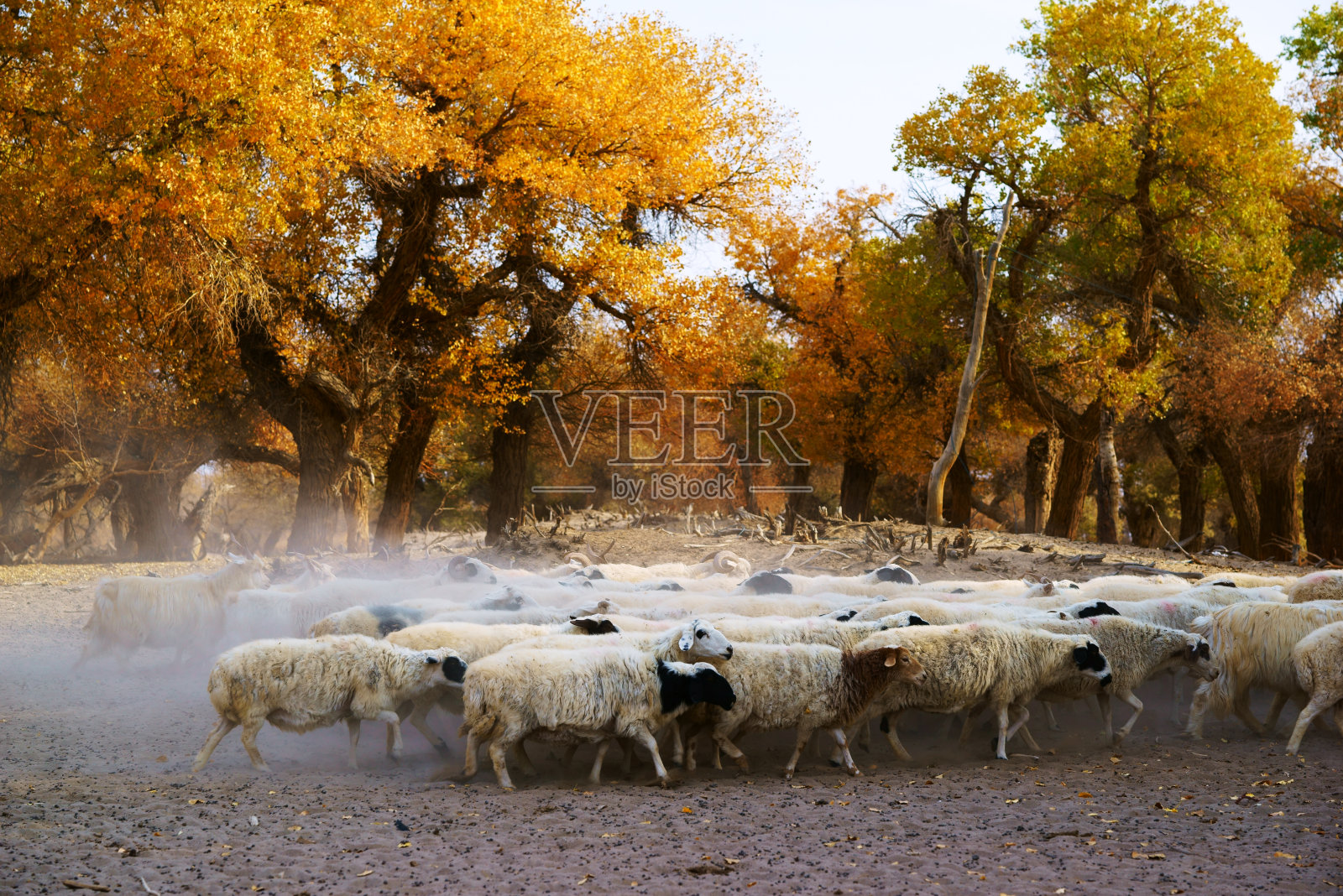 最终的秋天和绵羊在日出照片摄影图片