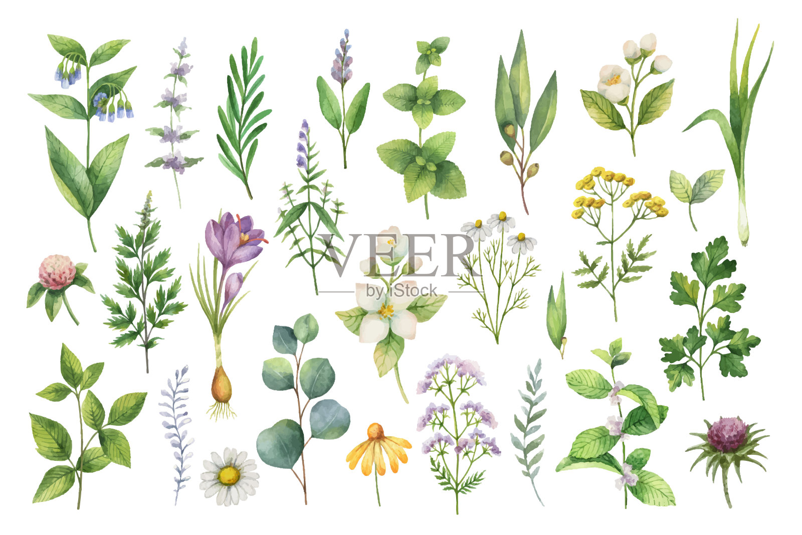 手绘矢量水彩画草药，野花和香料。设计元素图片