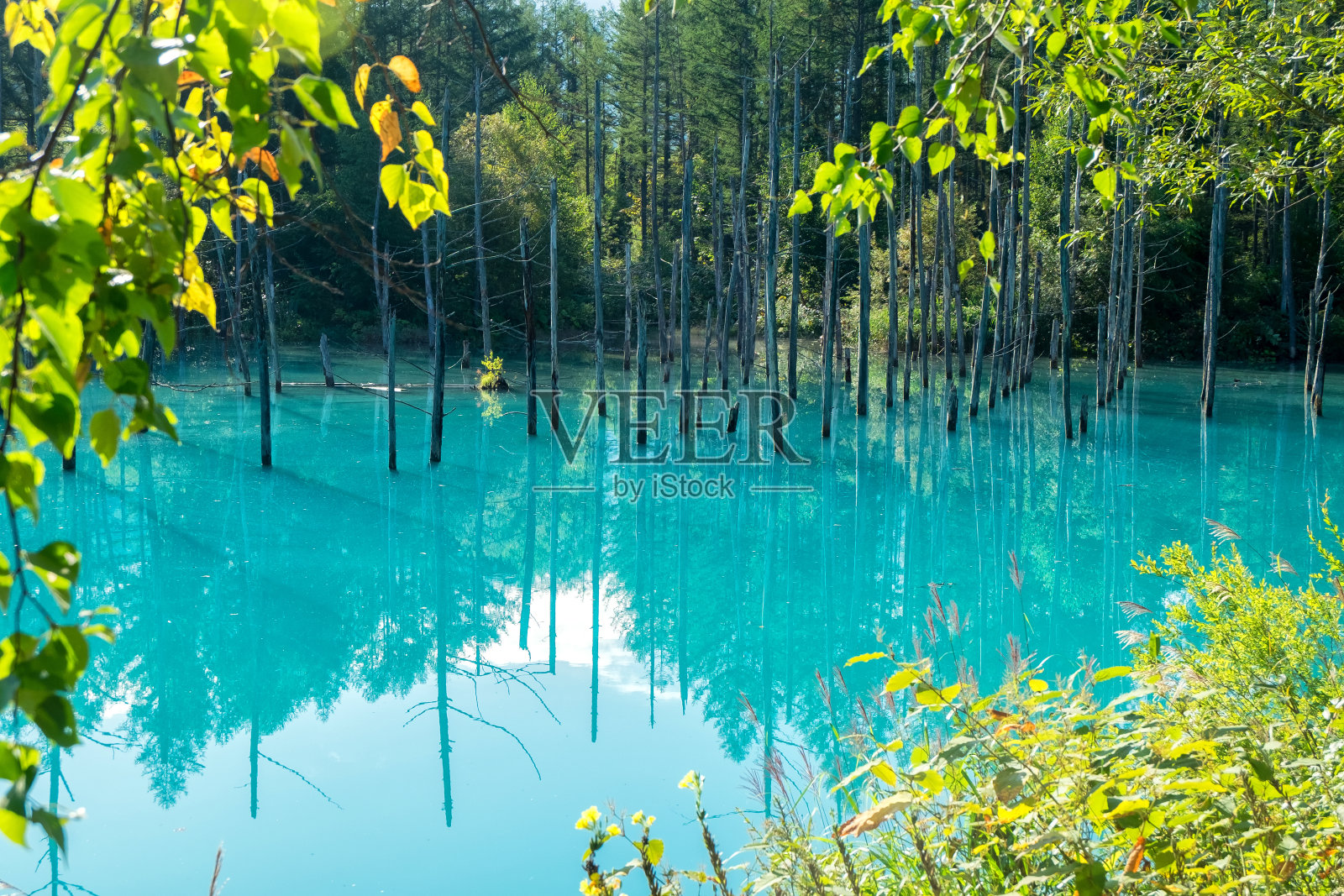 日本北海道北城的蓝色池塘。照片摄影图片