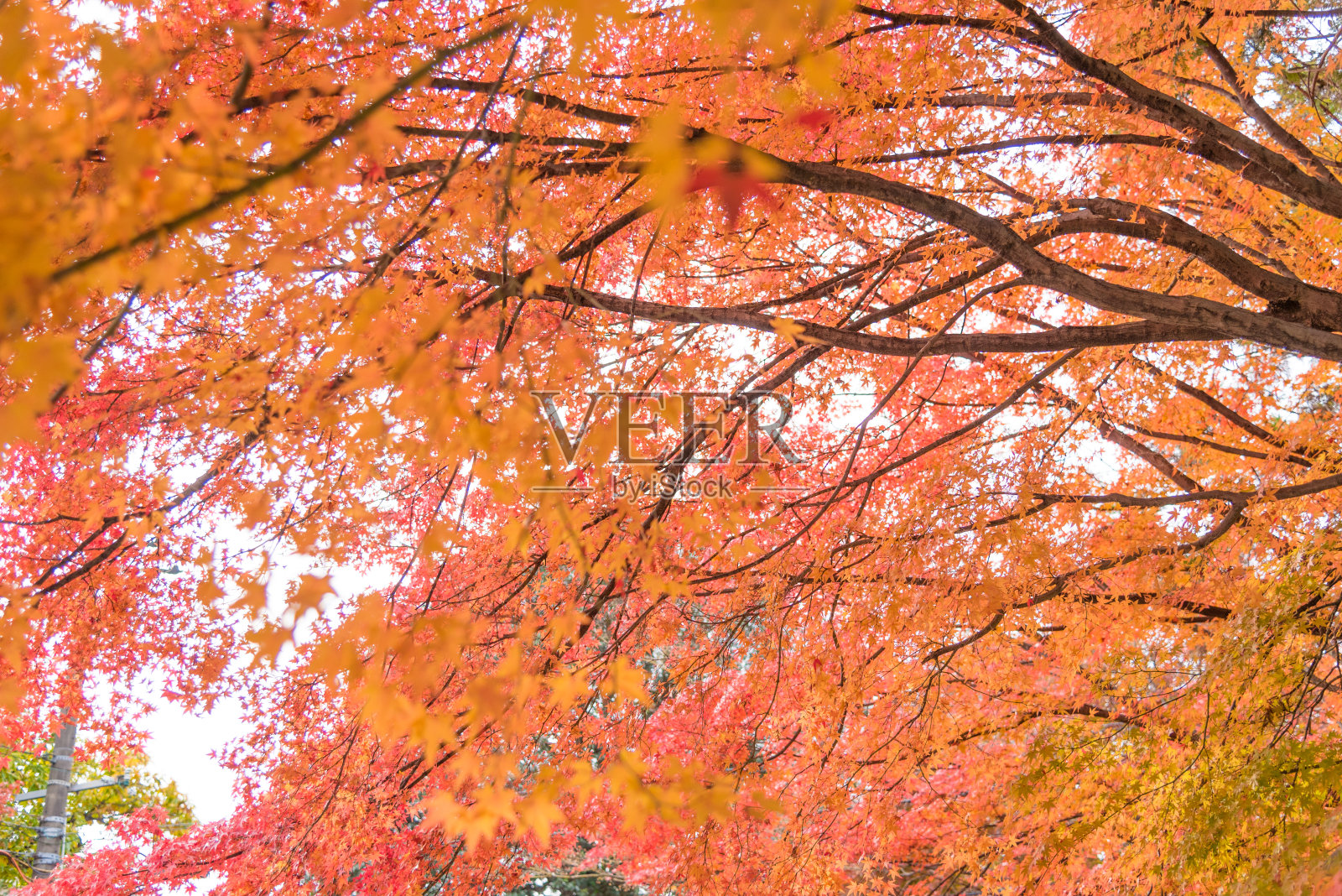 日本的秋天照片摄影图片