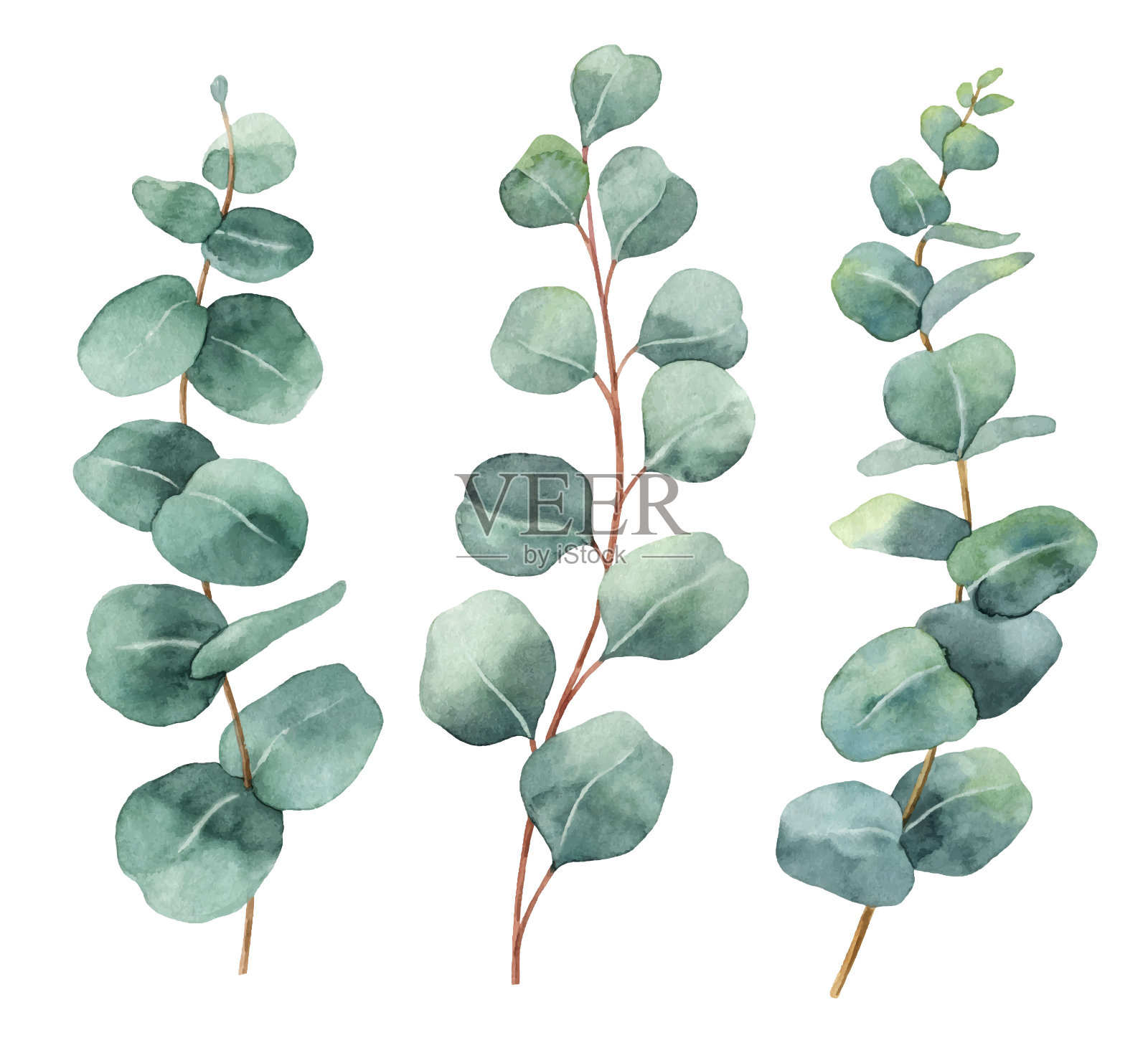 水彩手绘矢量集与桉树叶和树枝。设计元素图片