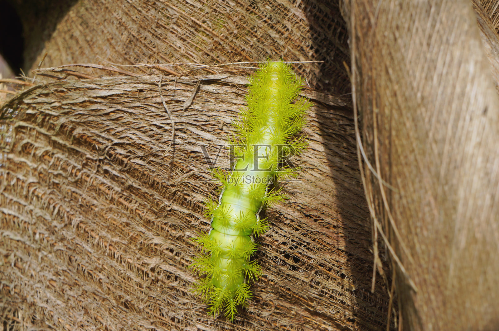 一种带刺的绿色毛虫照片摄影图片