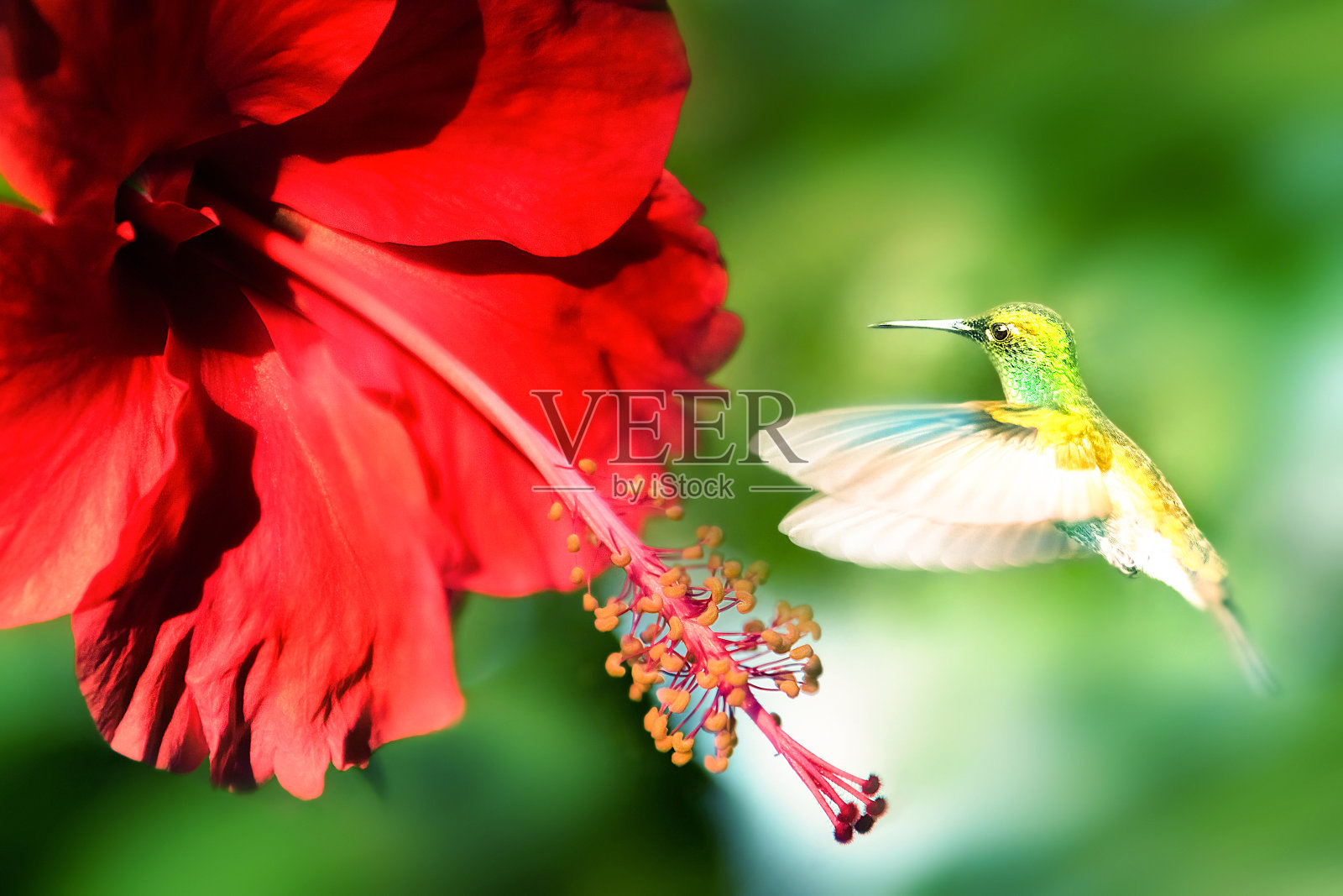 一只奇异的小鸟在明亮美丽的大红色热带花朵的映衬下飞翔。春季艺术形象。照片摄影图片
