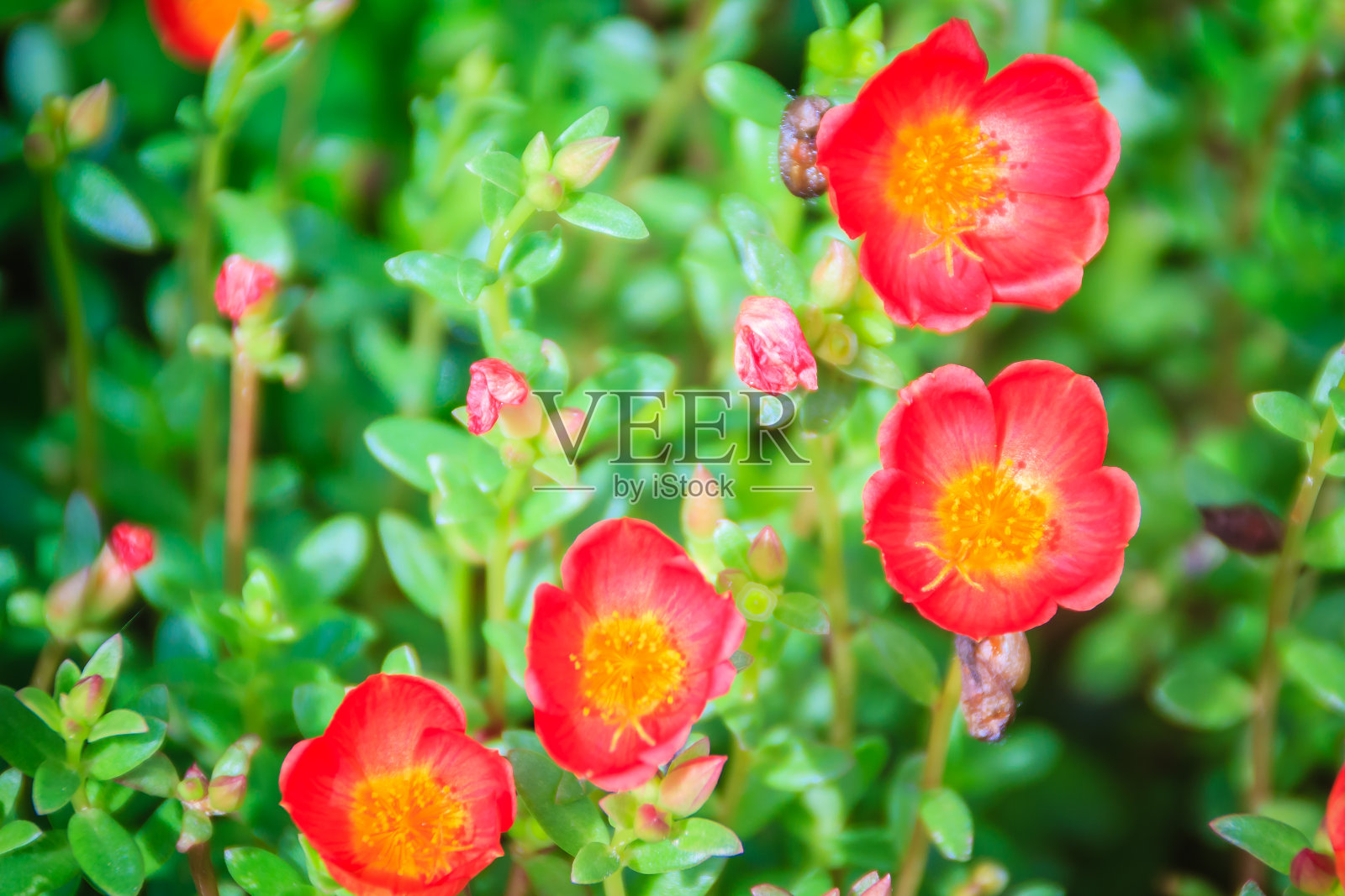 美丽的红色马齿苋花，也被称为普通马齿苋，小猪草，红根，或马齿苋。照片摄影图片