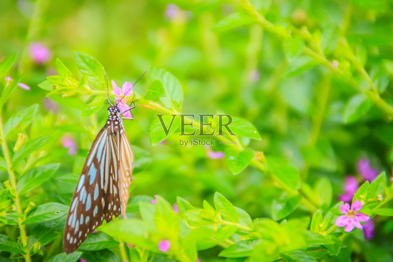 深蓝色的虎蝶栖息在紫色的墨西哥石南花上。有选择性的重点照片摄影图片