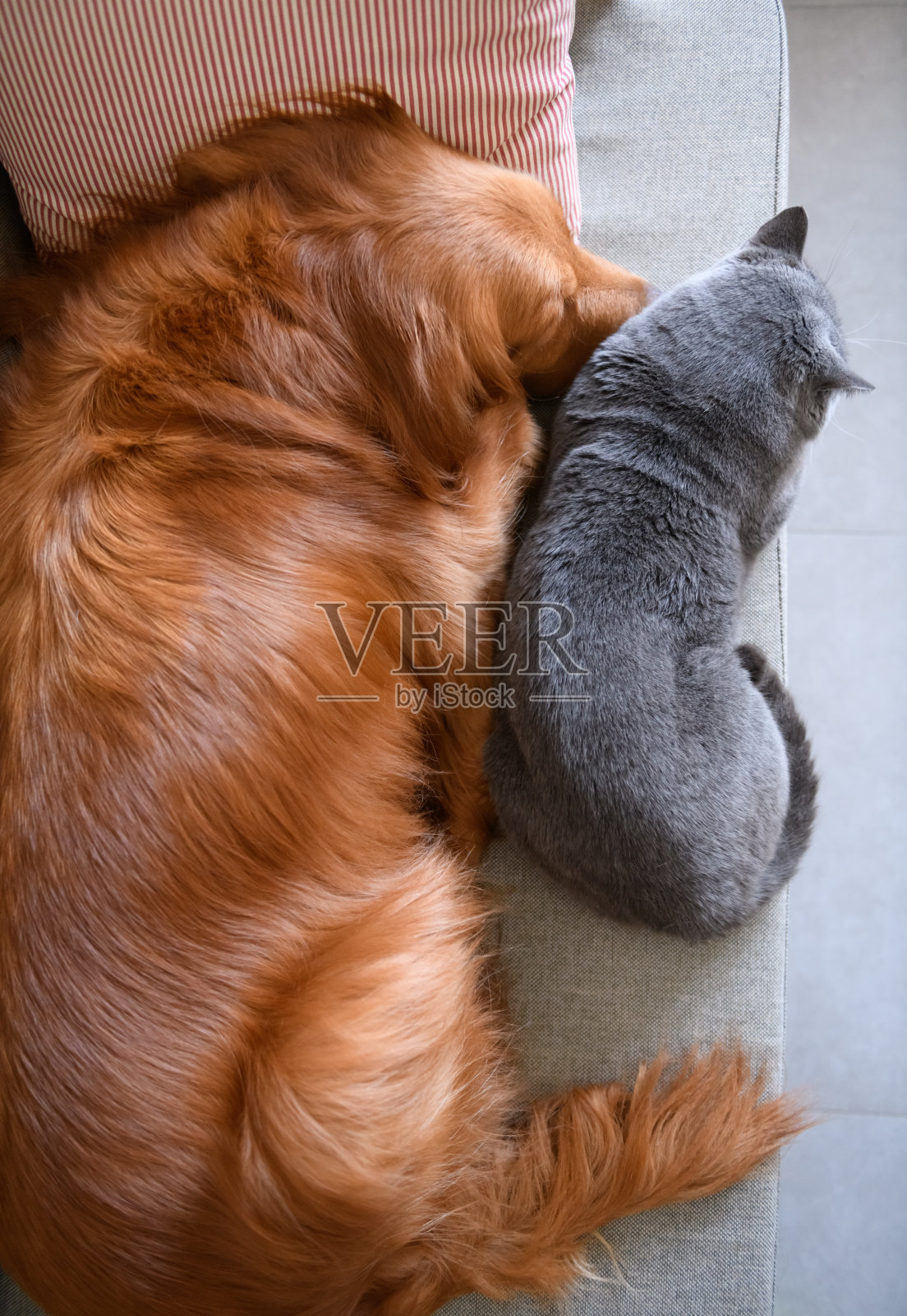 金毛猎犬和猫睡在一起照片摄影图片
