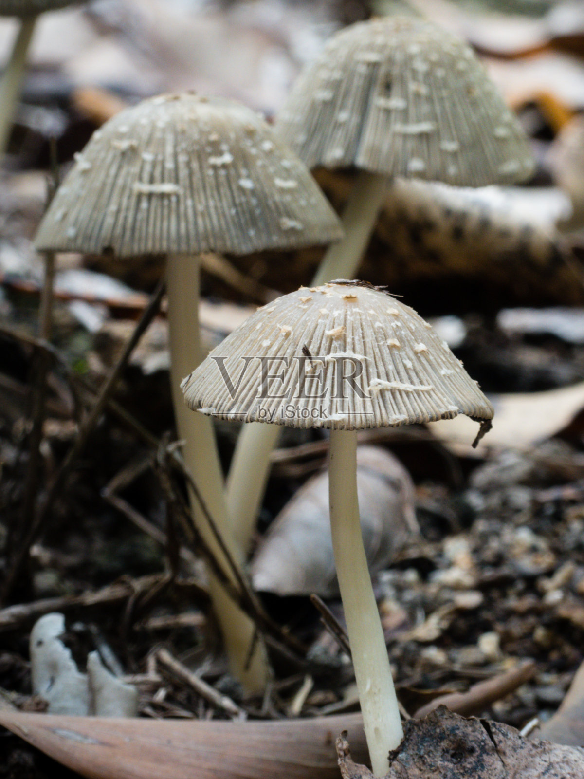 一种菇属真菌，生长在凋落叶中。照片摄影图片