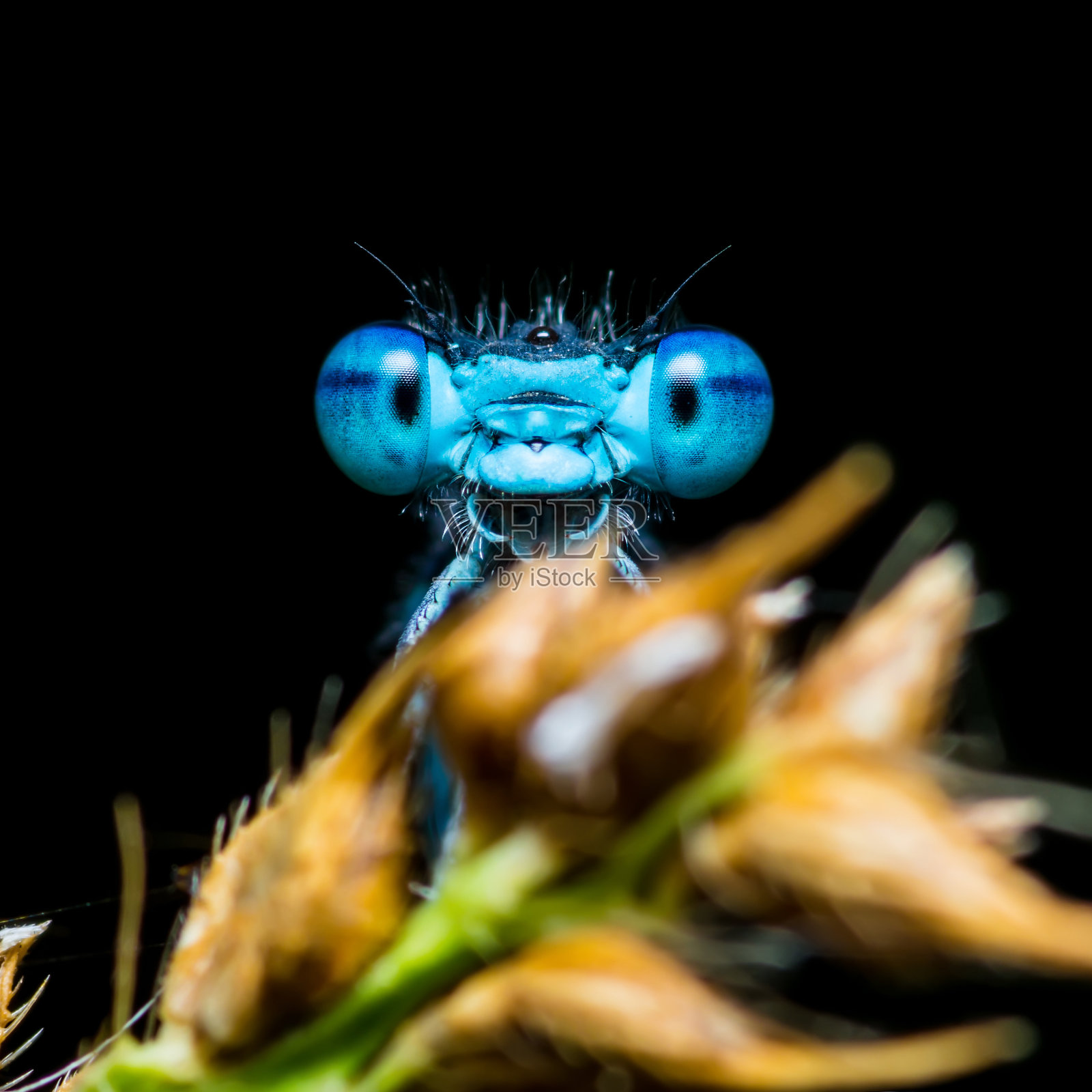 黑色背景上有趣的微笑蓝色蜻蜓昆虫照片摄影图片
