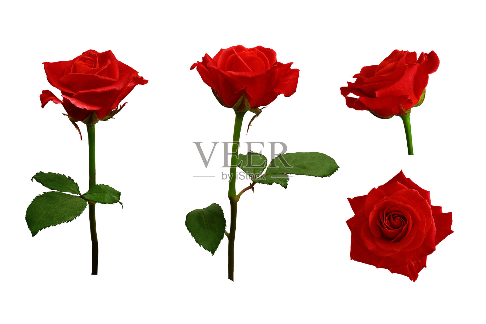 带绿叶的红色或鲜红色玫瑰。孤立的,白色背景。照片摄影图片