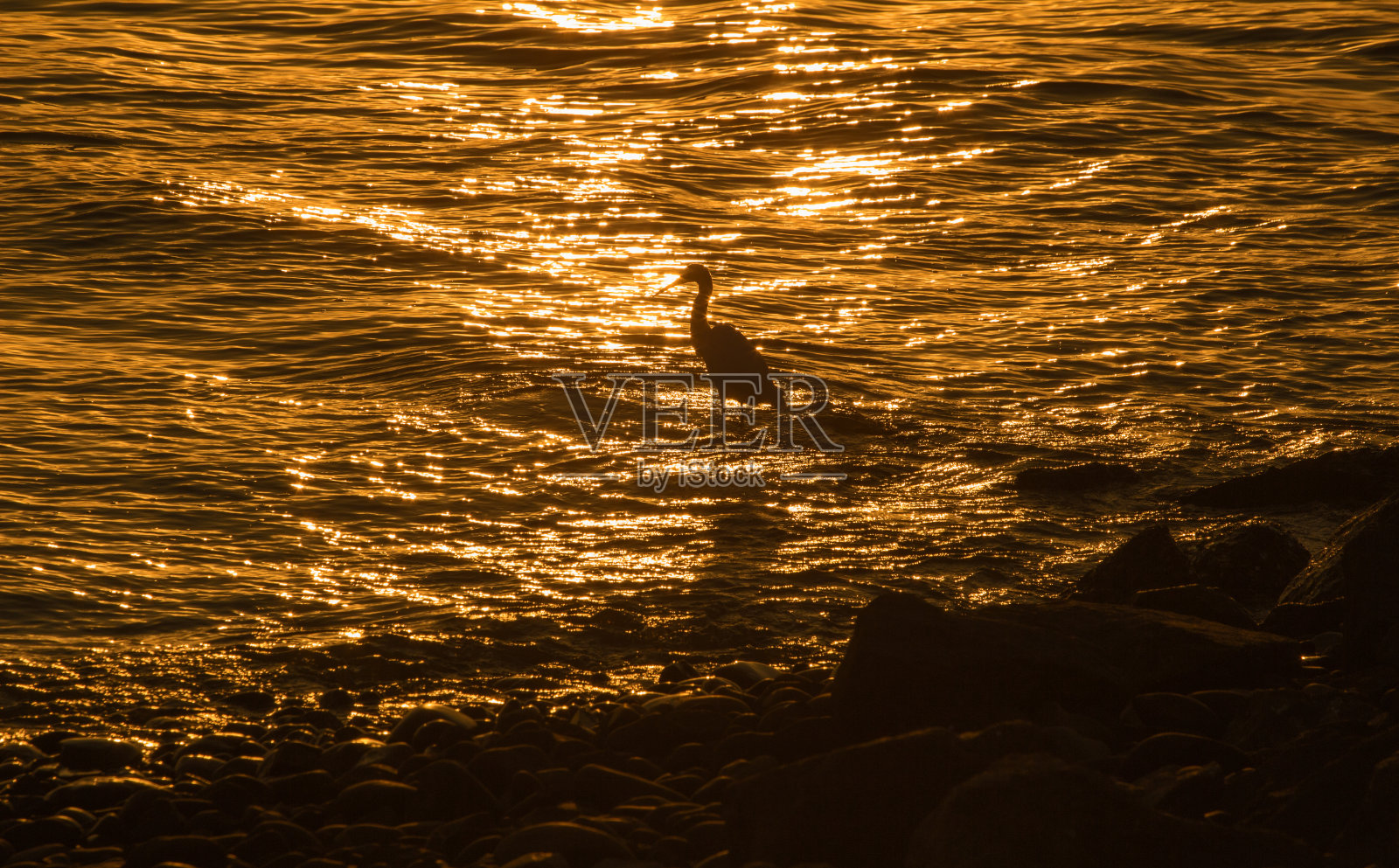 日落时的白鹭照片摄影图片