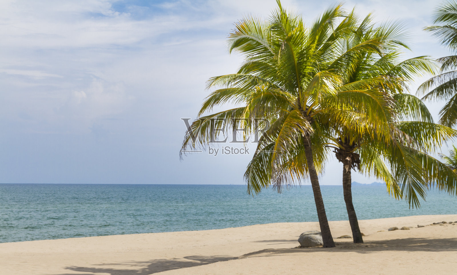 沙滩上有棵椰子树。照片摄影图片