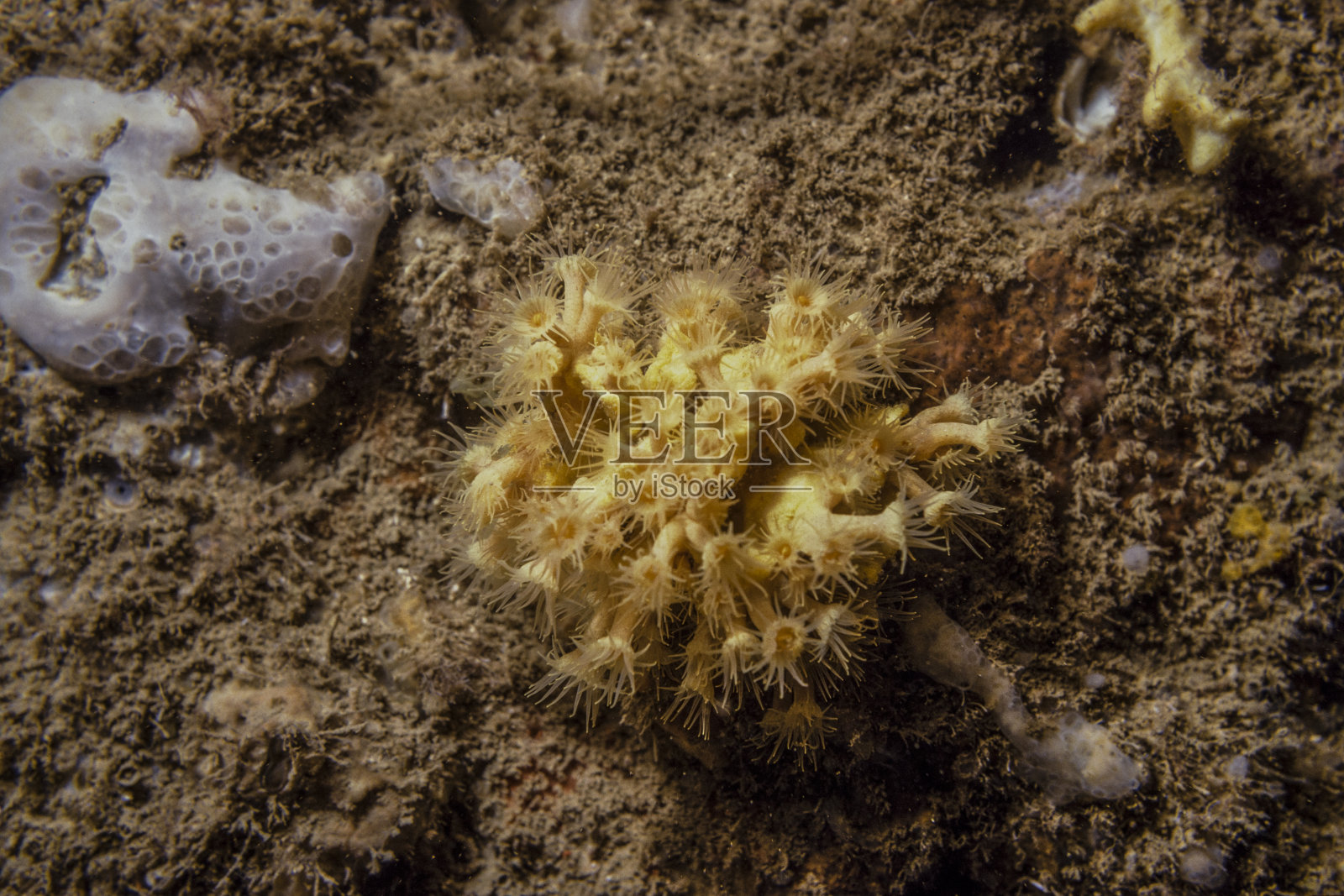 礁石上橙黄色的珊瑚虫照片摄影图片