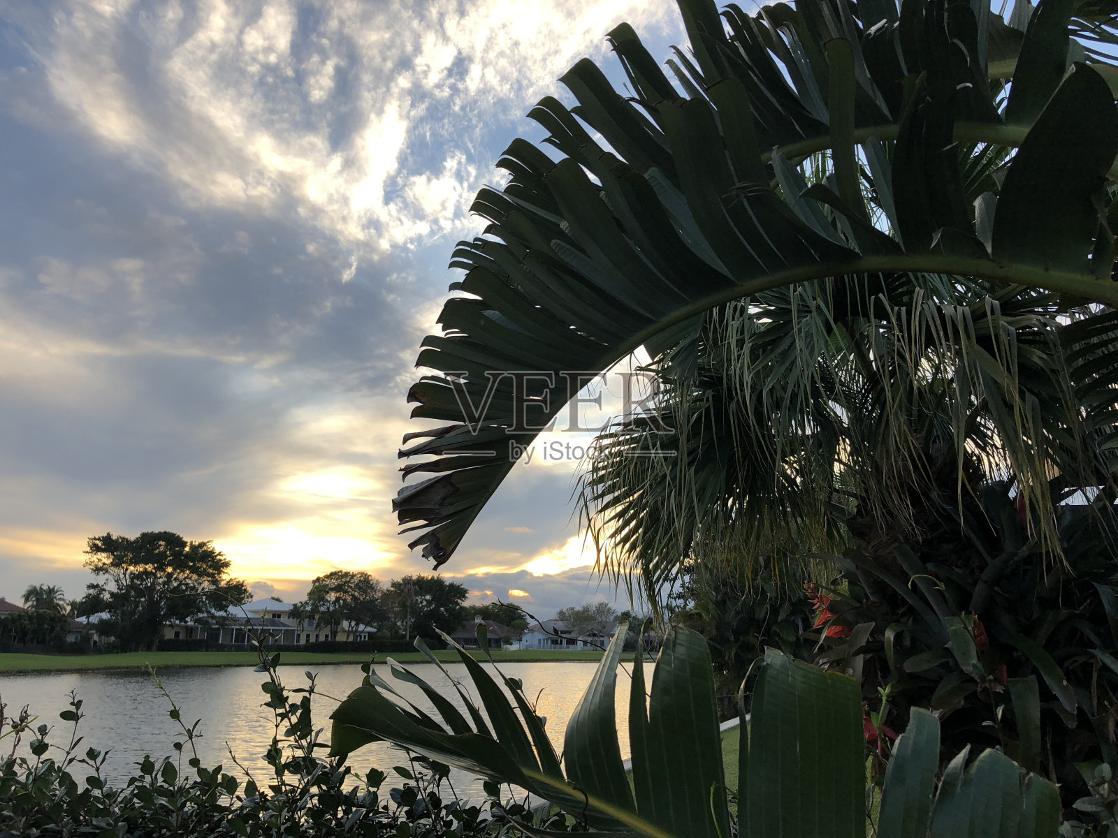 夕阳中的棕榈树照片摄影图片