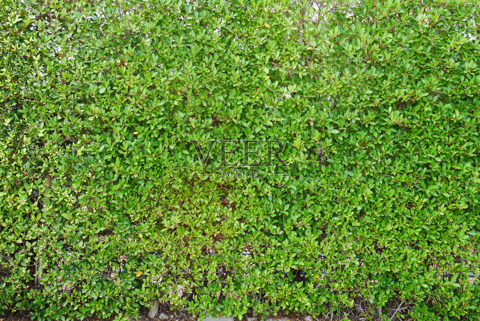 28、榕树绿叶墙照片摄影图片