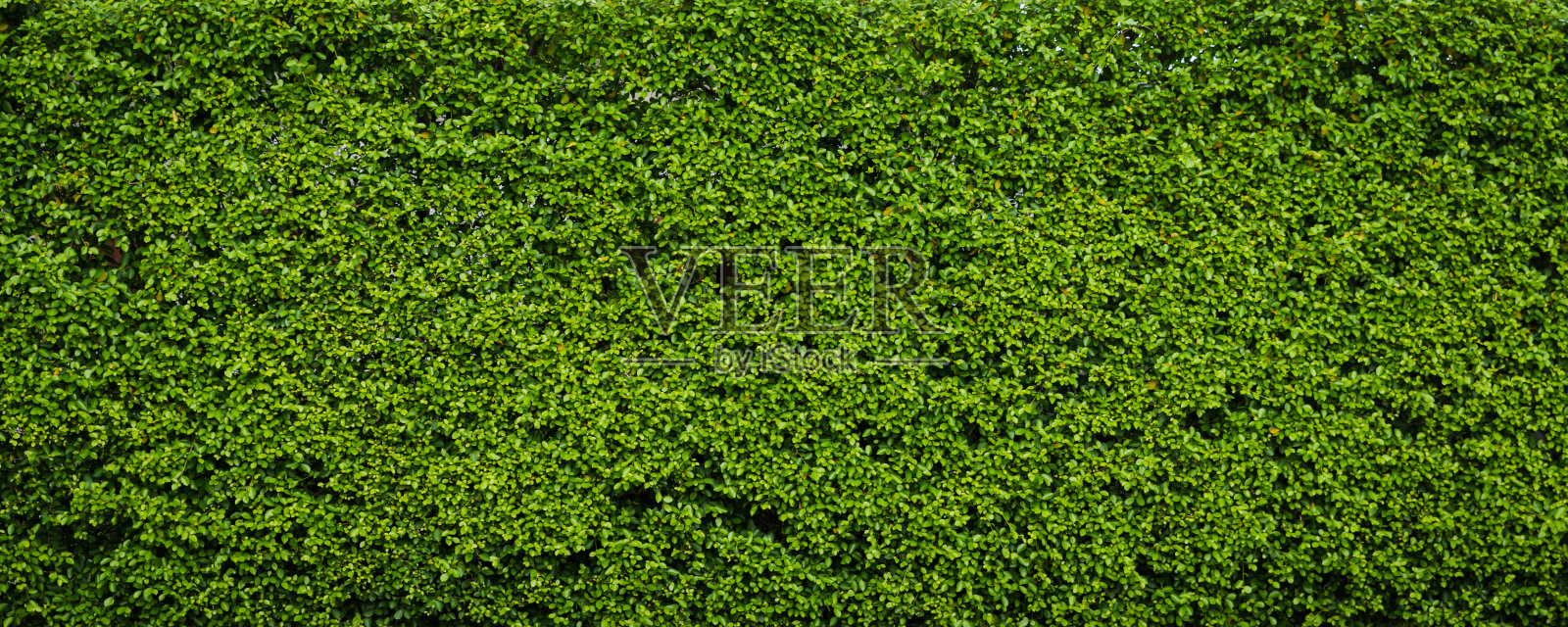 大自然的绿叶背景和纹理，树叶墙的背景照片摄影图片
