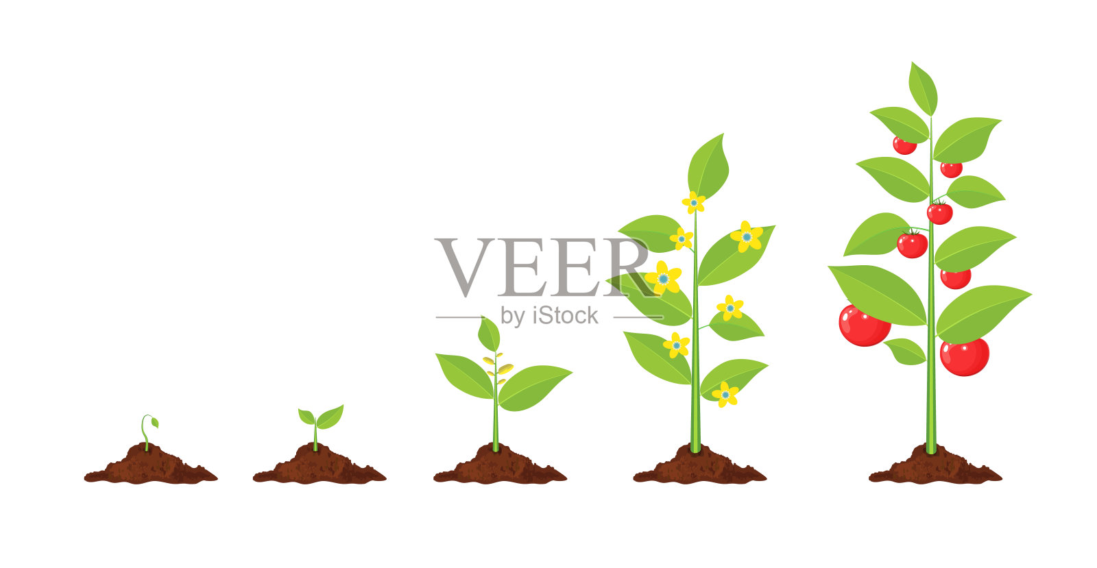 植物的生长，从萌芽到蔬菜。设计元素图片