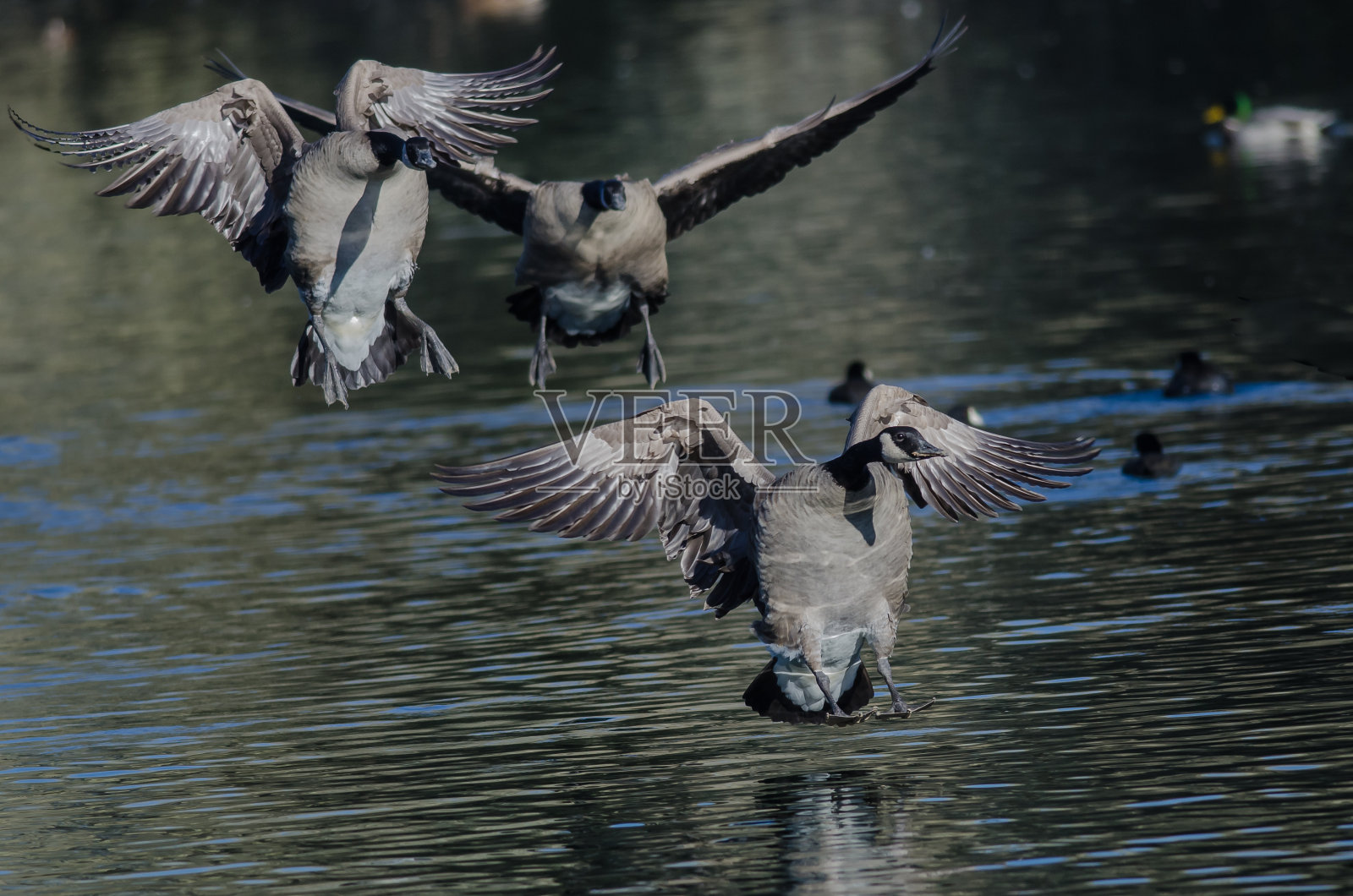 加拿大鹅降落在平静的池塘水面上照片摄影图片