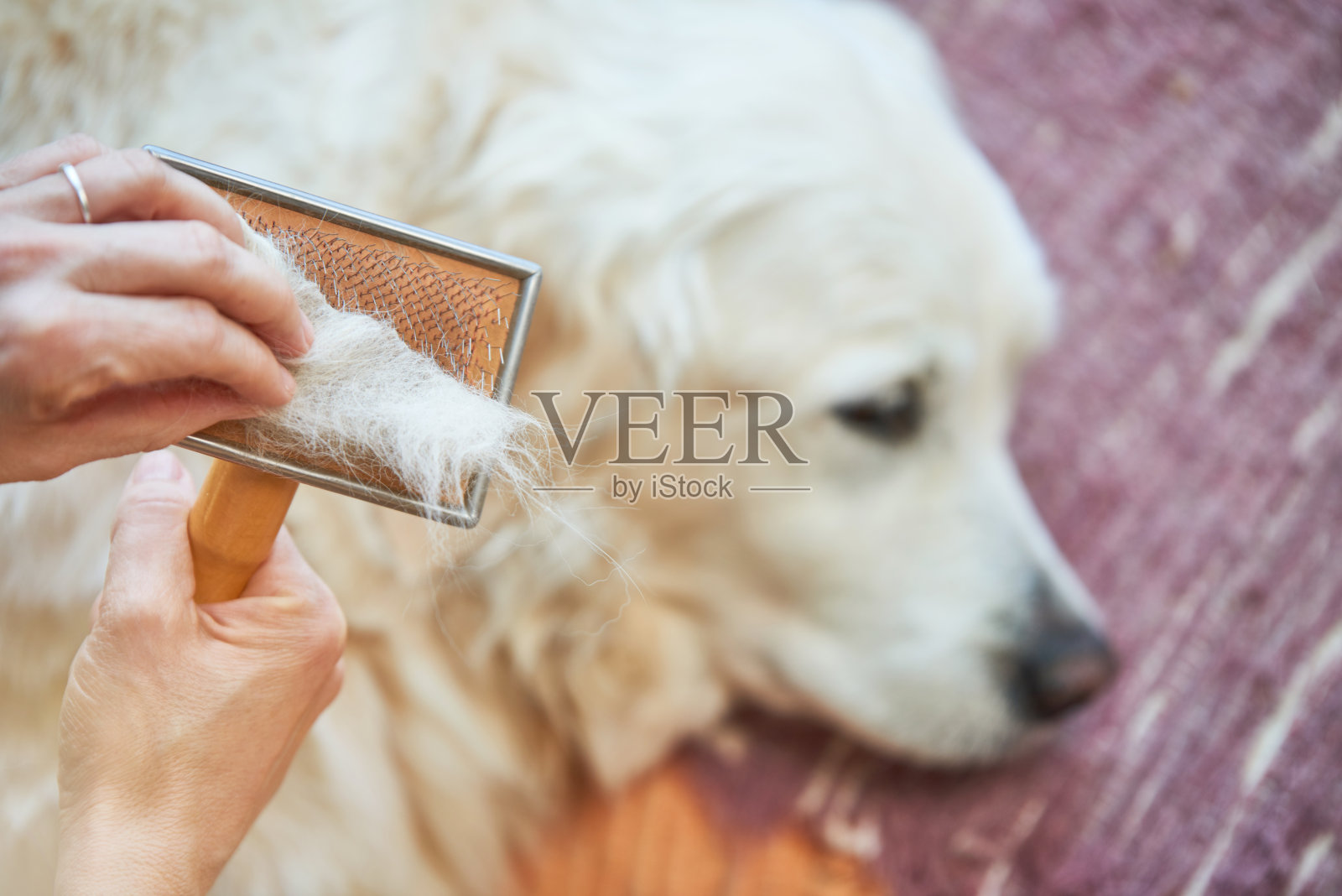 一名妇女用一把金属梳梳洗老金毛猎犬照片摄影图片