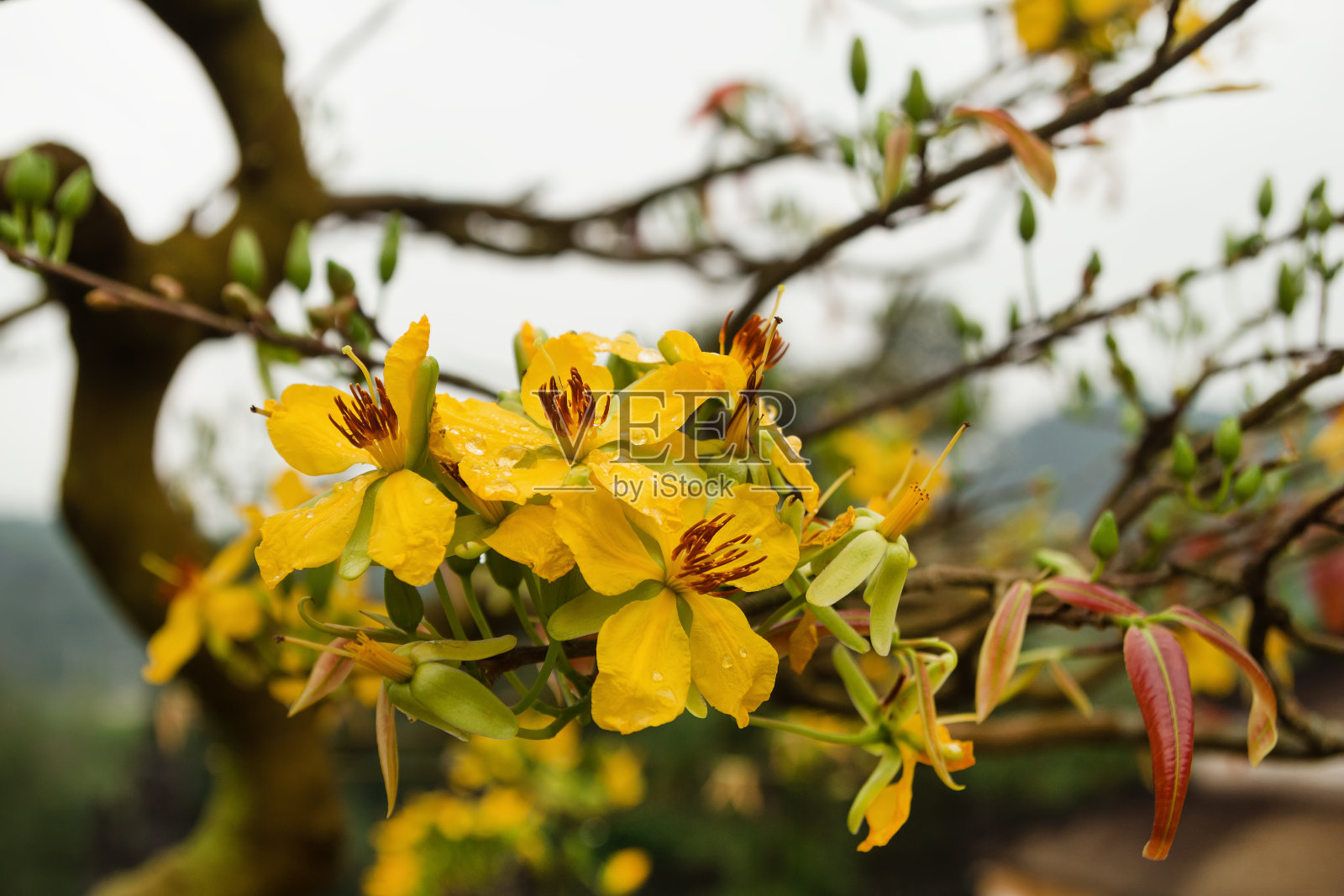 桃树上开着黄色的花，带着雨滴。色调,越南。照片摄影图片