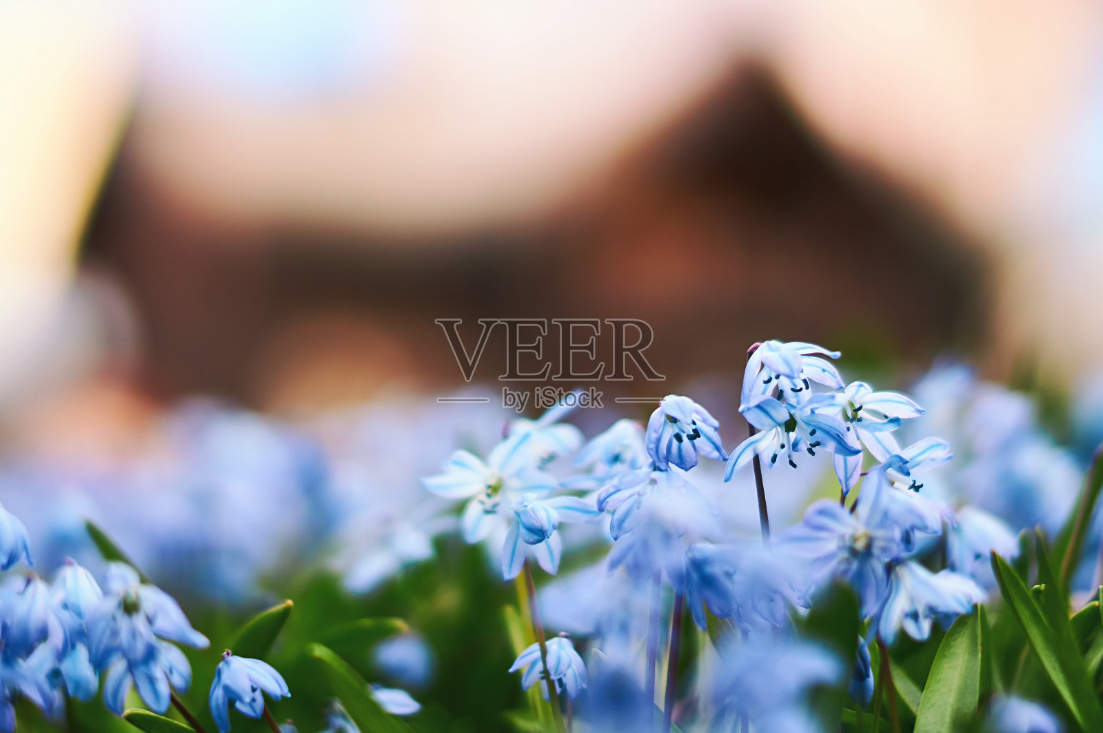 斯堪的纳维亚的春天与美丽的蓝色西伯利亚锡拉花与散焦木房子的背景照片摄影图片