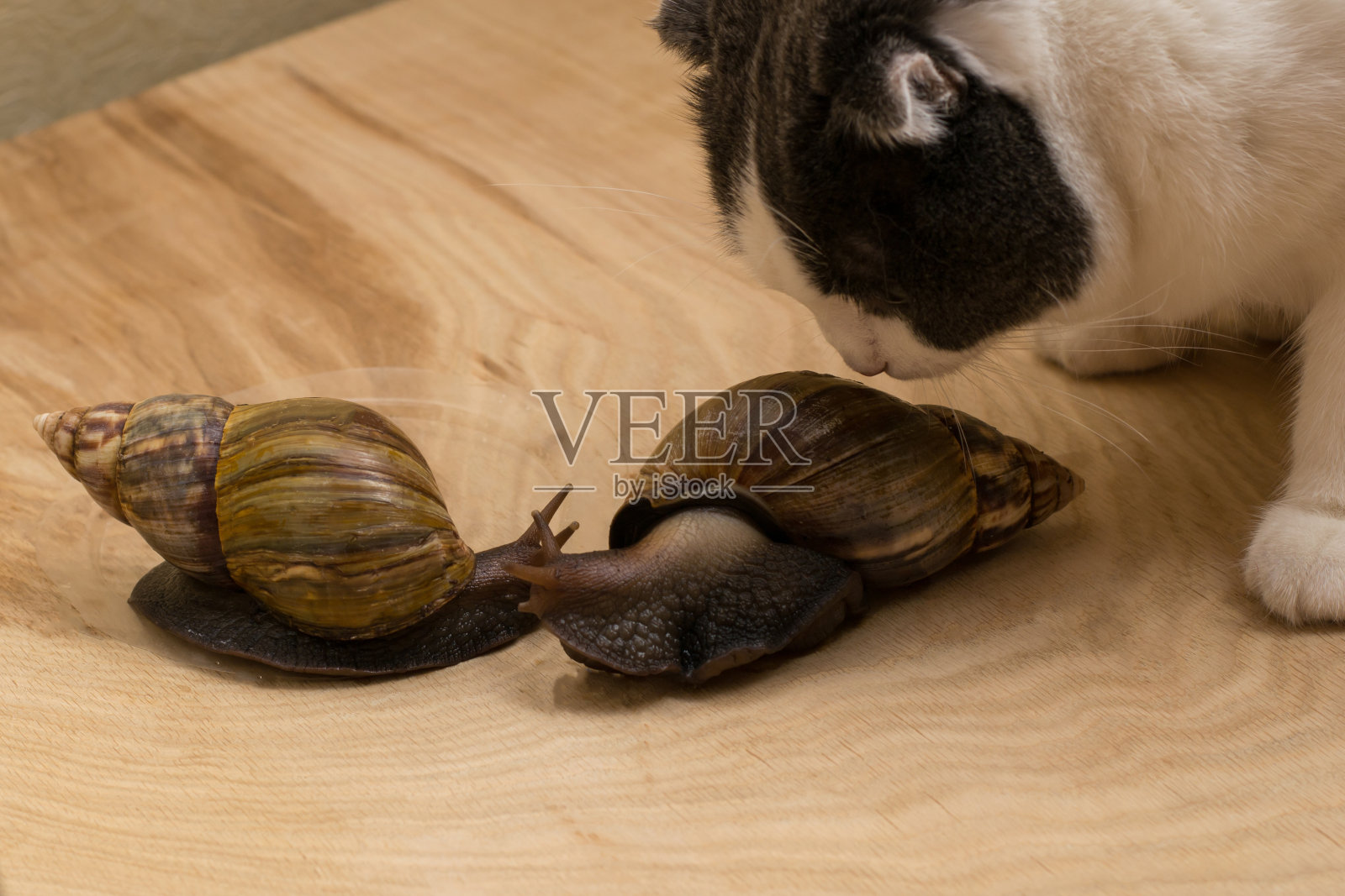 非洲蜗牛阿卡蒂娜在家里和猫嗅它们照片摄影图片