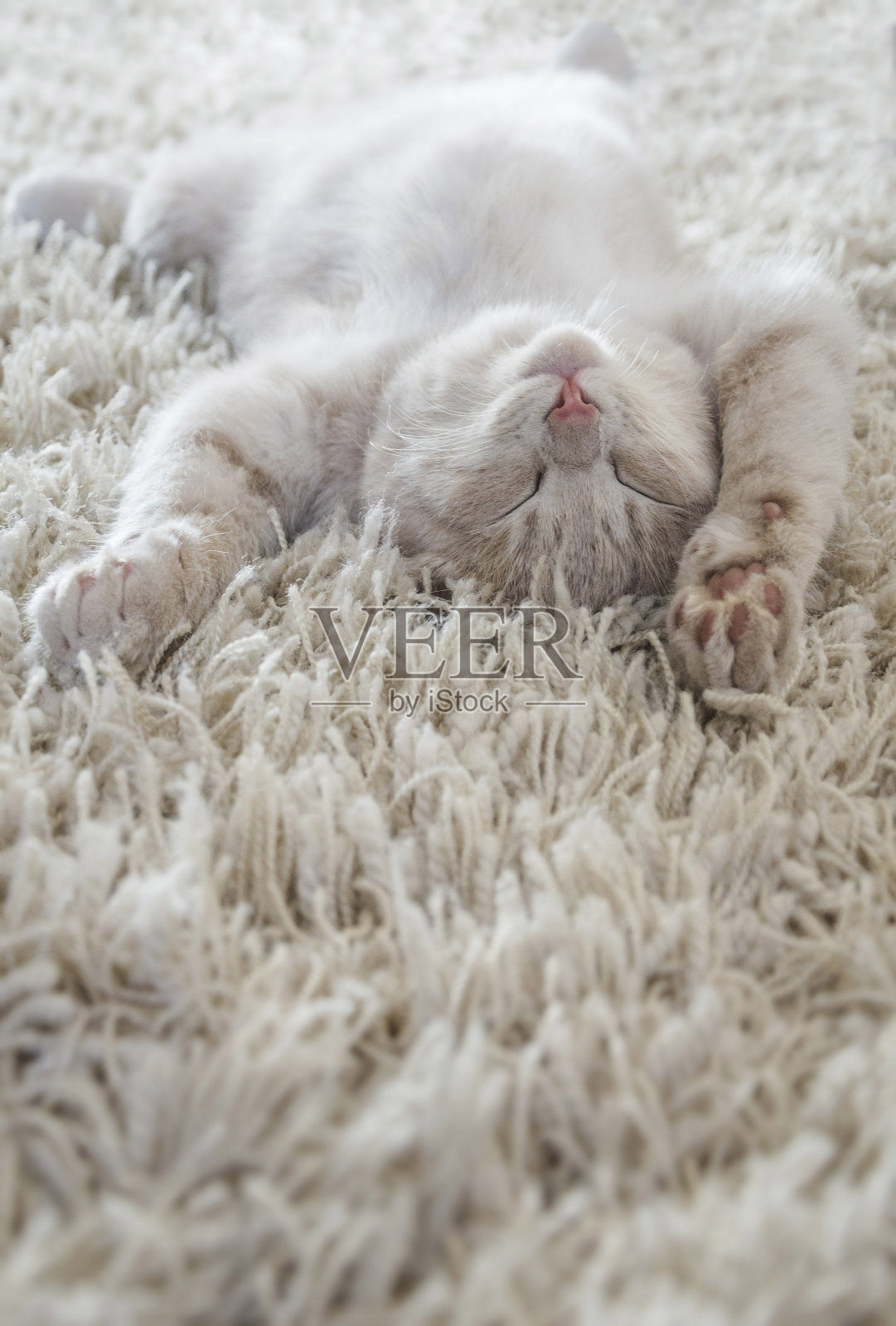 可爱的小猫躺在地上，就像躺在地毯上照片摄影图片